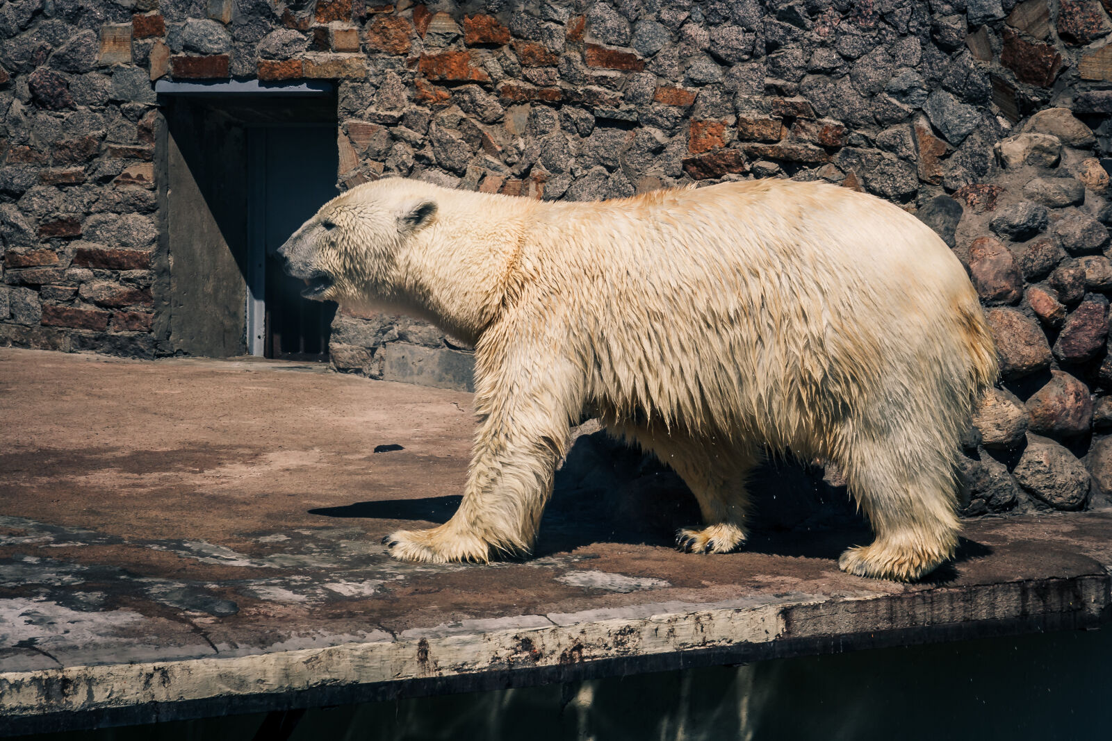 Canon EF-S 17-85mm F4-5.6 IS USM sample photo. Bear, cub, teddy, bear photography