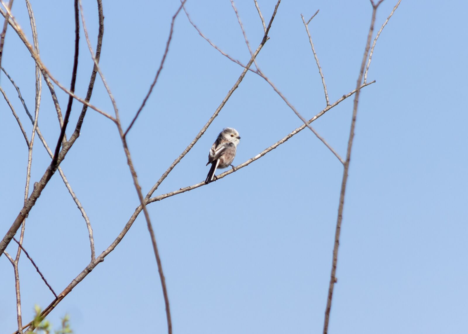 Canon EF75-300mm f/4-5.6 sample photo. Long-tailed titmouse, bird, pens photography
