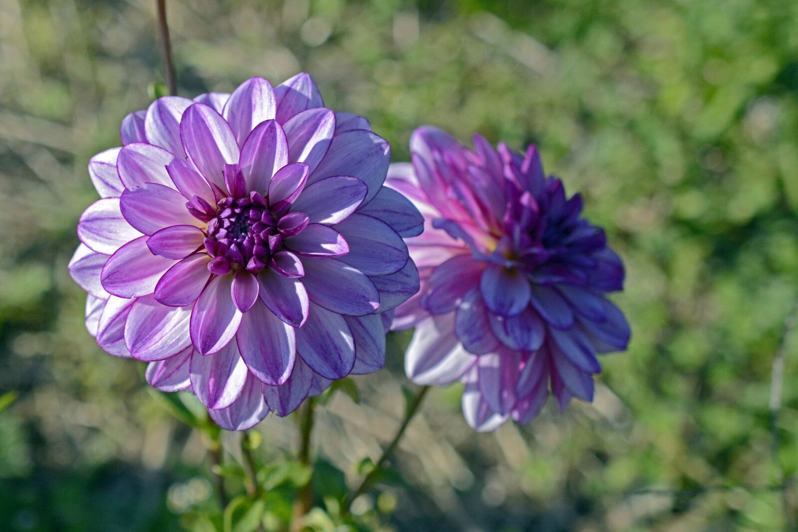 Nikon D7100 sample photo. Dahlia, flower, blossom photography