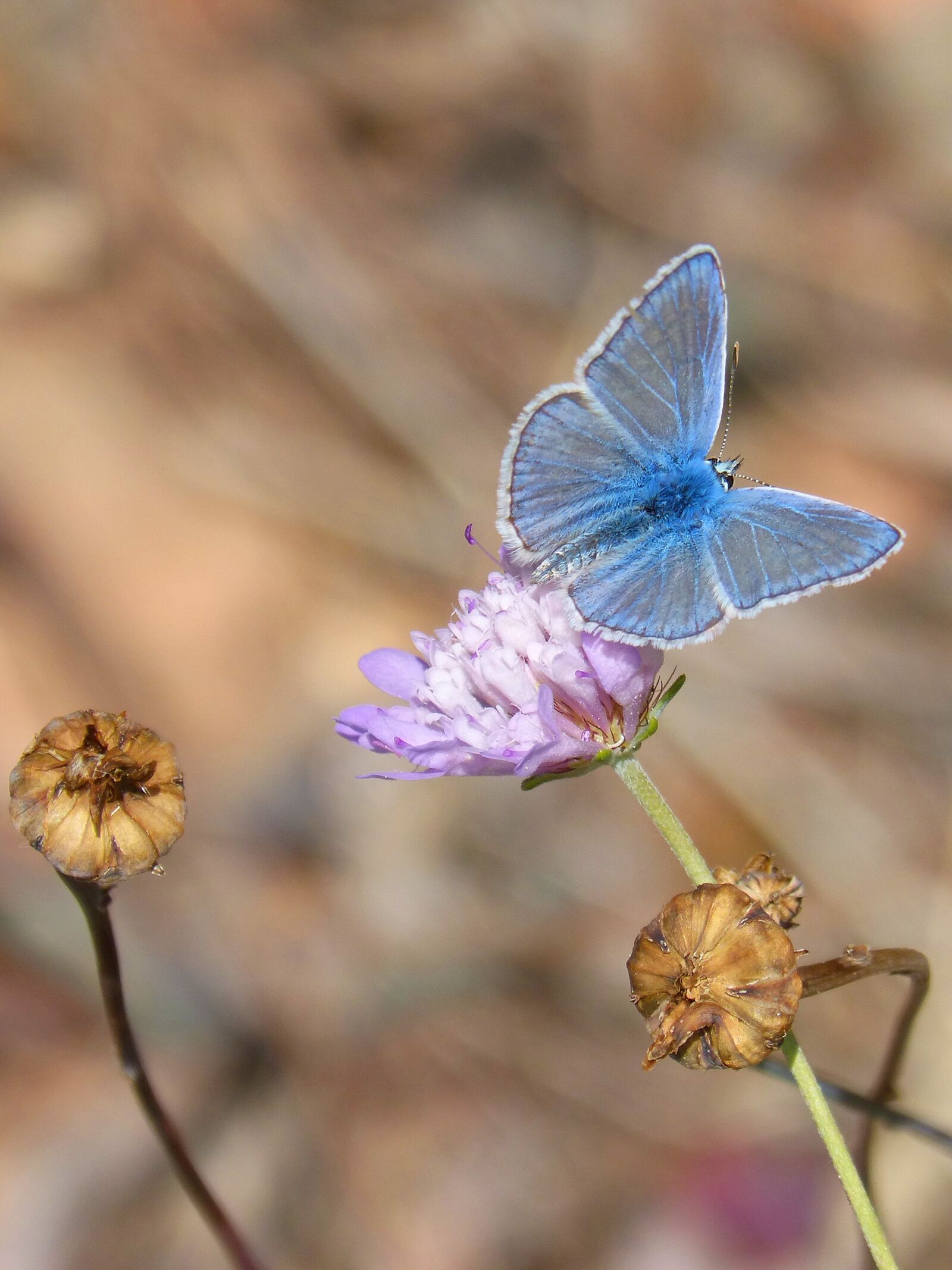 Panasonic DMC-FZ62 sample photo. Butterfly, polyommatus icarus, blue photography