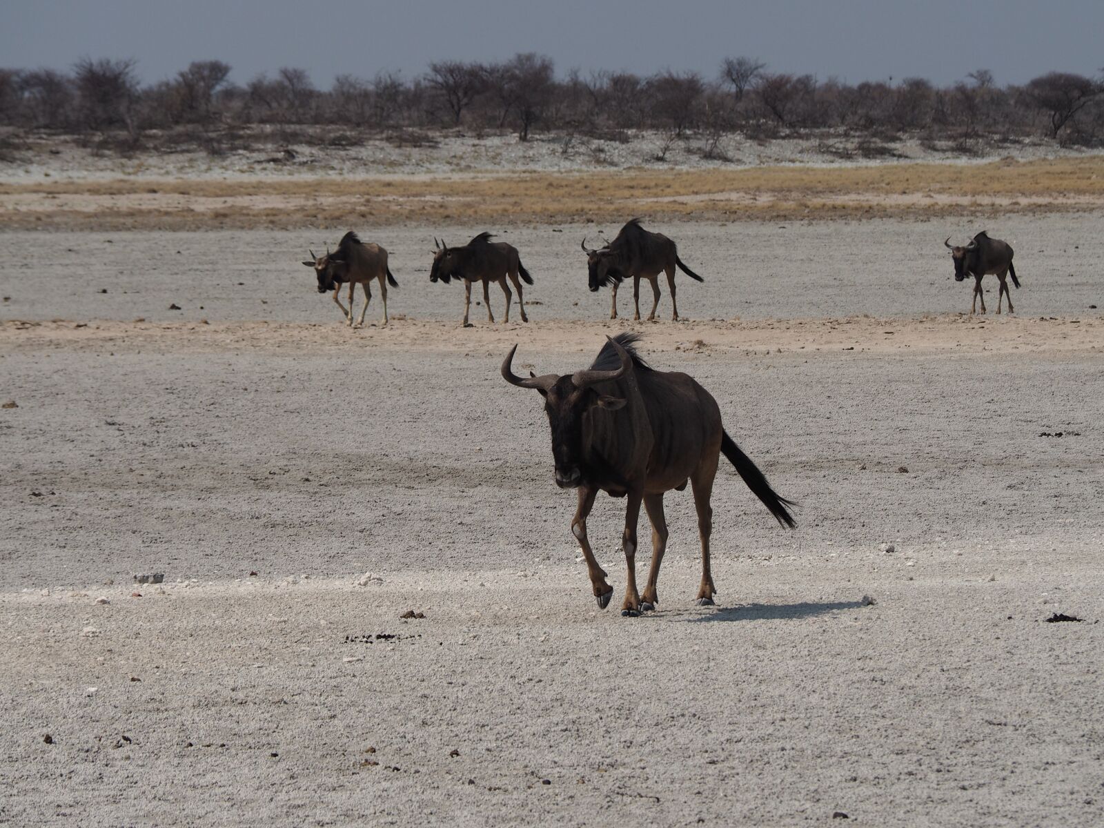 Olympus OM-D E-M10 sample photo. Namibia, kudu, etosha photography