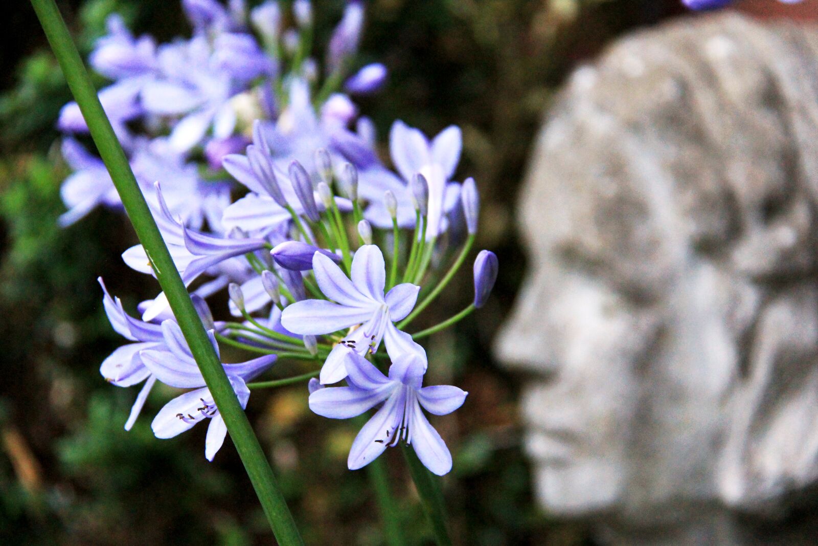 Canon EF-S 18-200mm F3.5-5.6 IS sample photo. Flower, statue, garden photography