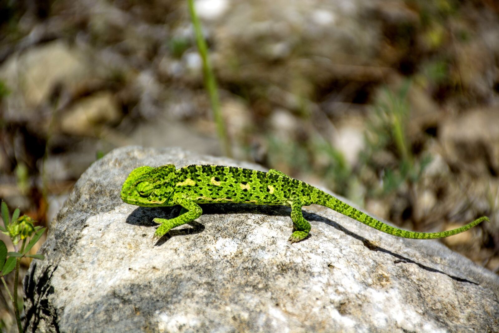 Nikon D7100 sample photo. Chameleon, reptile, animal photography