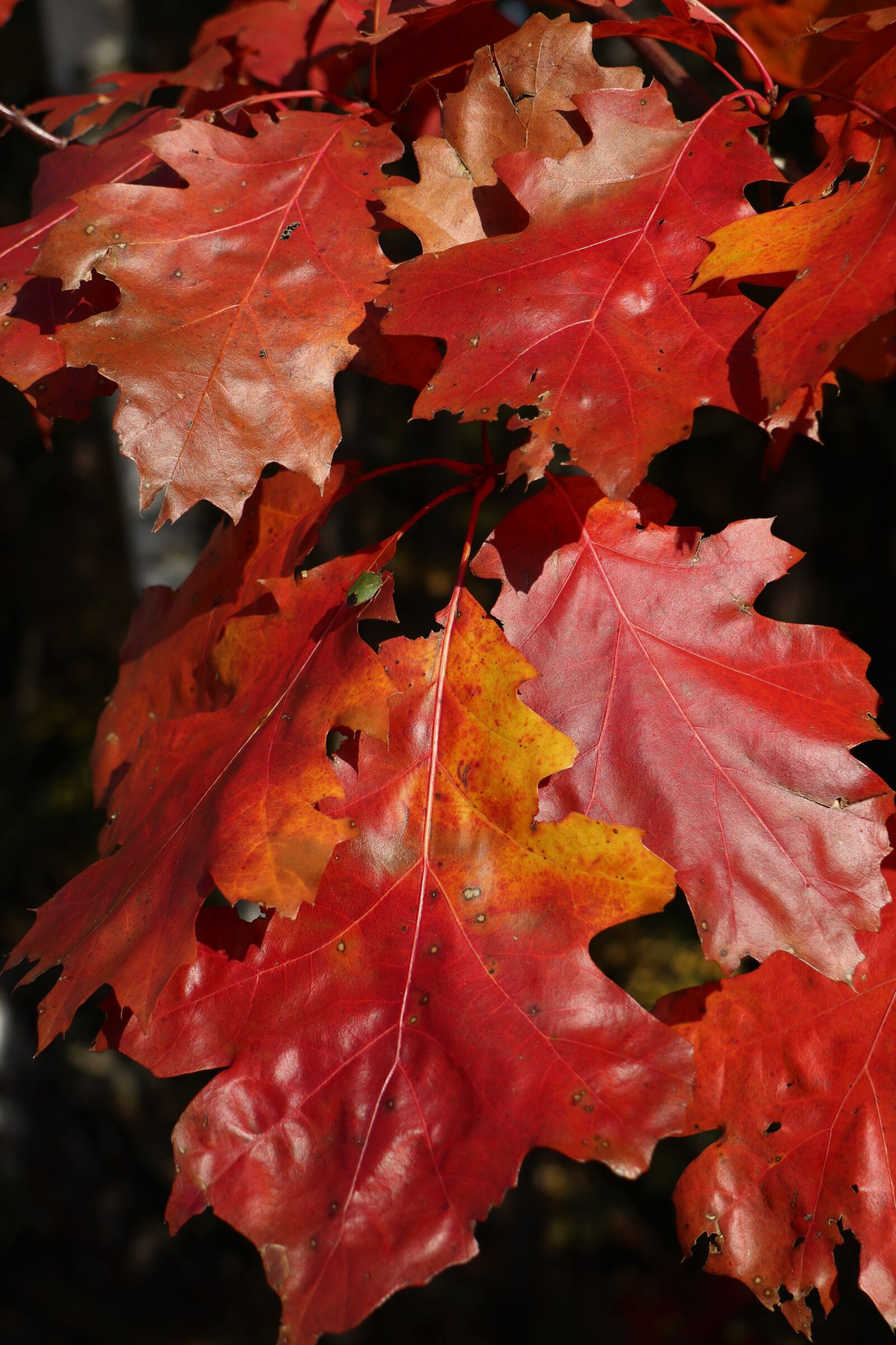 Canon EOS M6 sample photo. Oak leaves, color, in photography