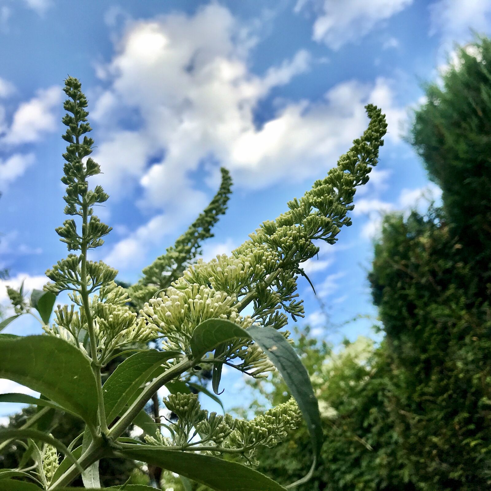 iPhone 7 back camera 3.99mm f/1.8 sample photo. Summer lilac, sky, clouds photography