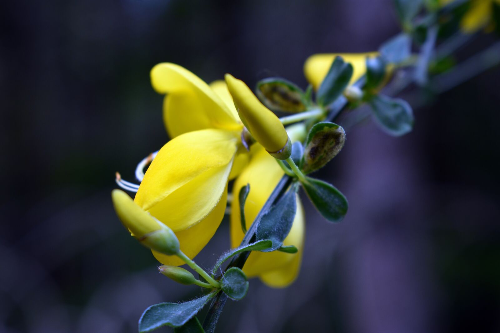 Nikon D3400 sample photo. Flower, flowers, spring photography