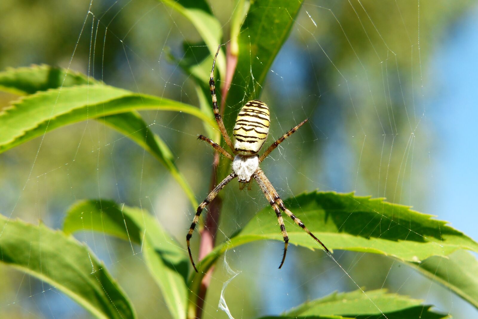 Panasonic Lumix DMC-FZ200 sample photo. Tygrzyk paskowany, arachnid, insect photography