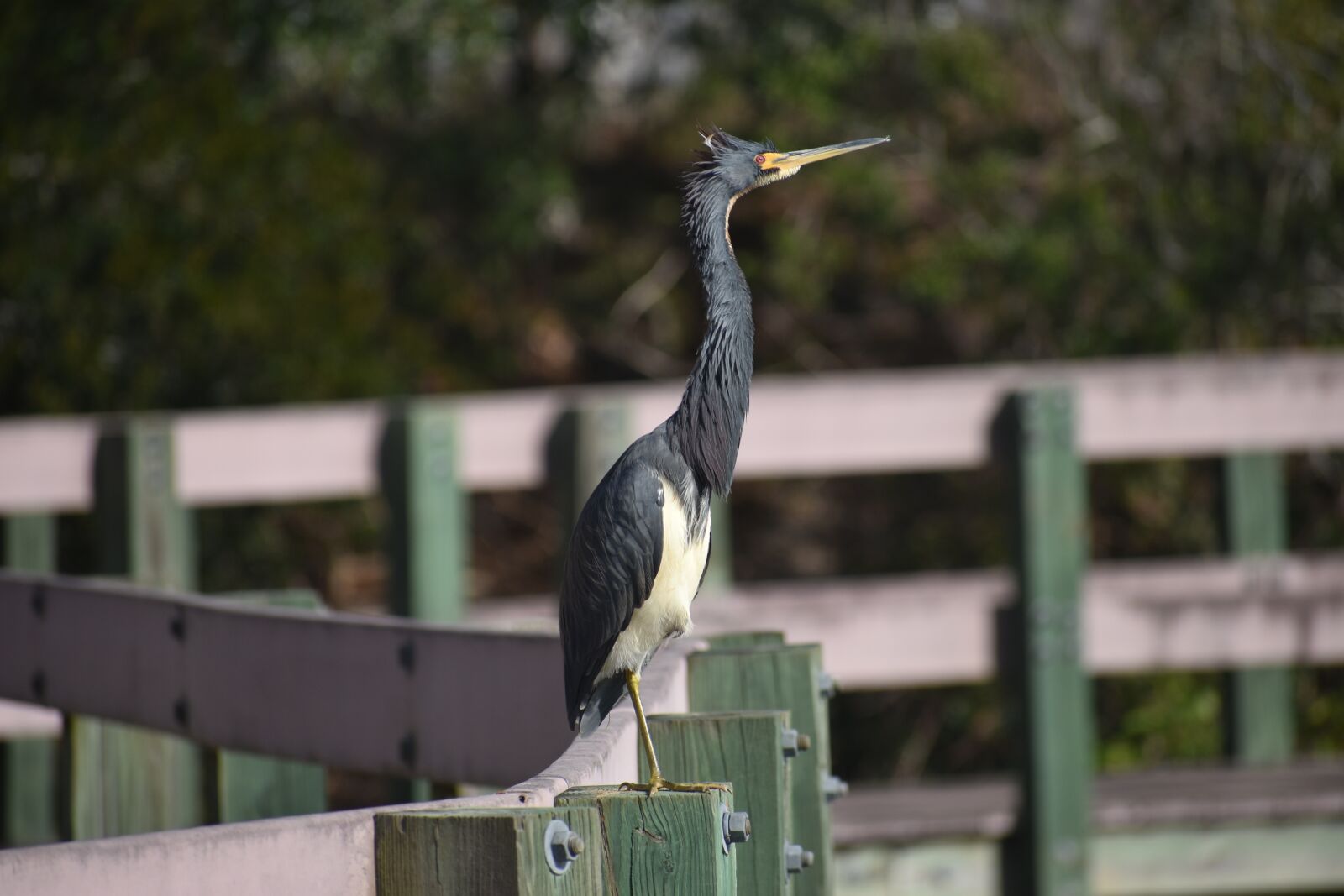 Nikon D3500 sample photo. Bird, aviary, largo florida photography