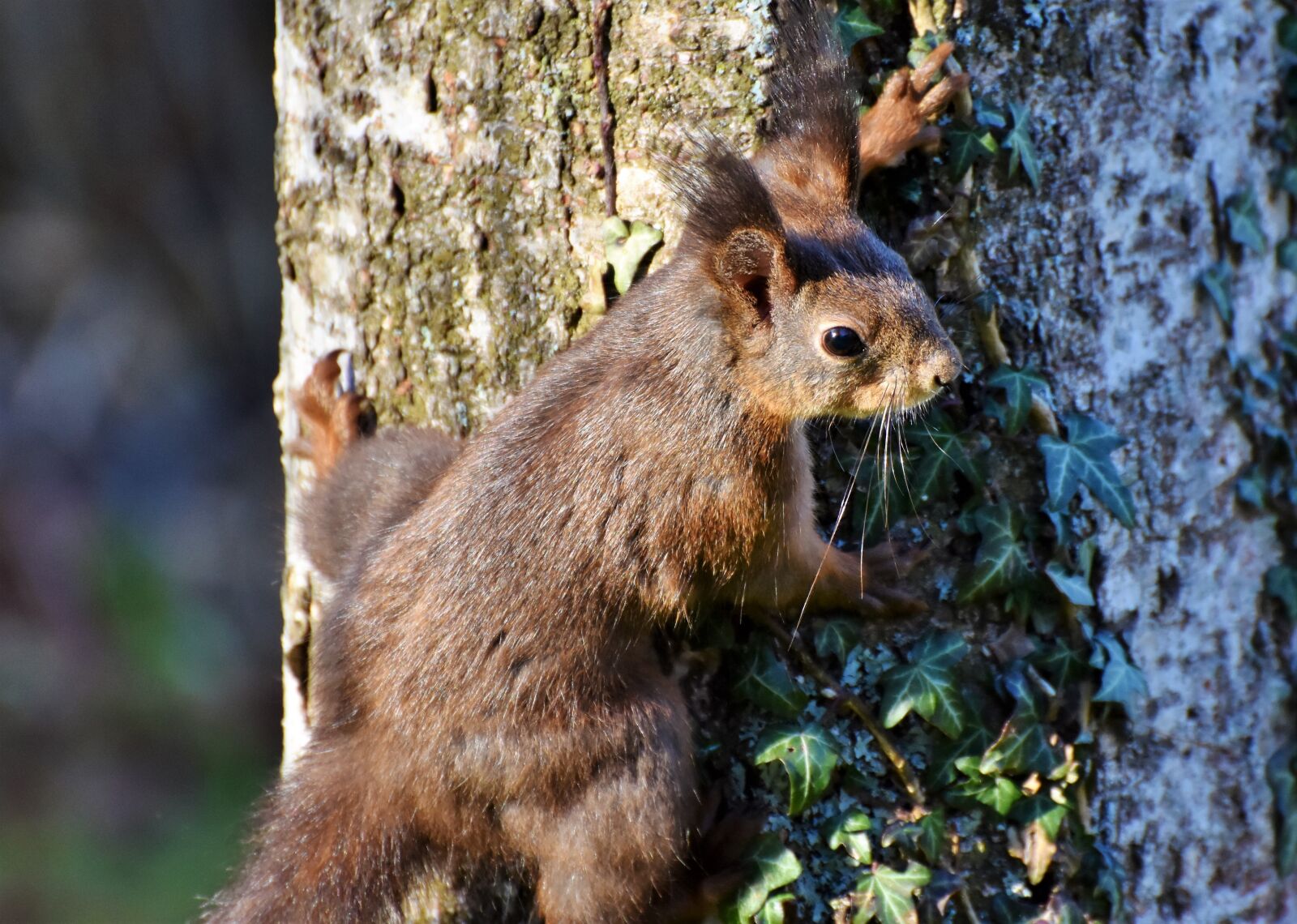 Nikon D7200 sample photo. Squirrel, verifiable kitten, rodent photography