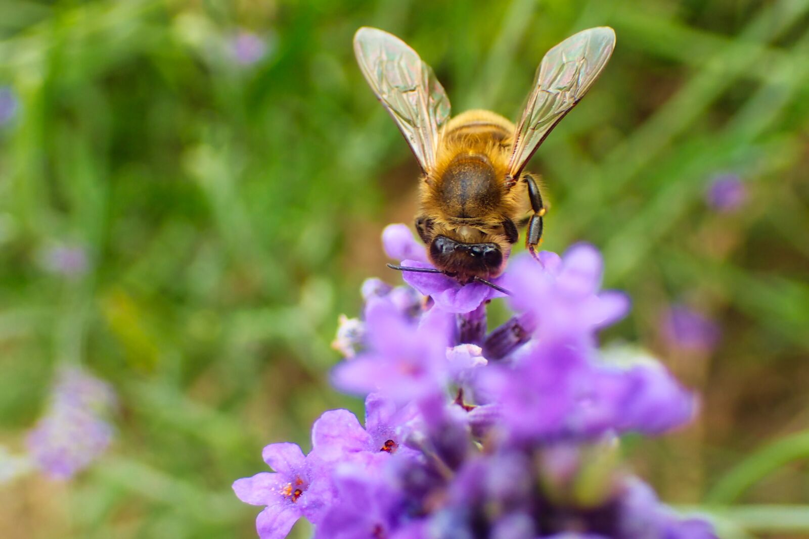 Olympus TG-4 sample photo. Bee, lavender, beautiful photography