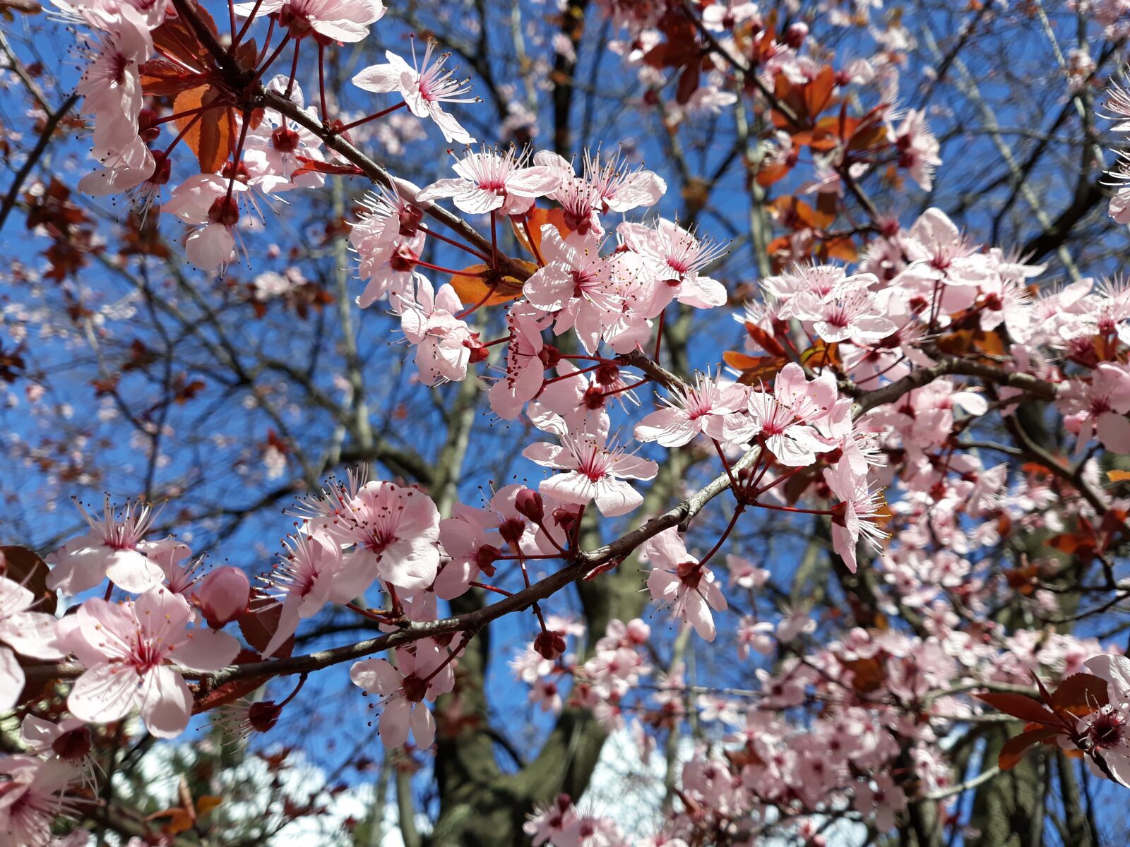 Samsung Galaxy J5 sample photo. Cherry, tree, flower photography