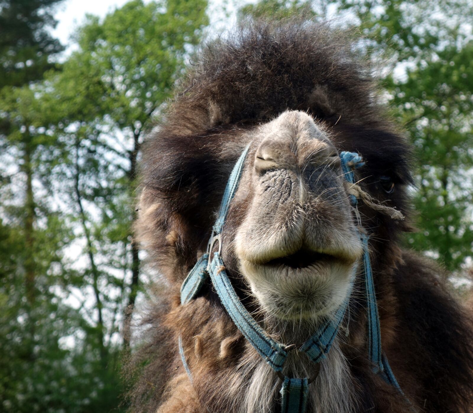 Sony Cyber-shot DSC-RX100 sample photo. Mammal, camel, animal photography