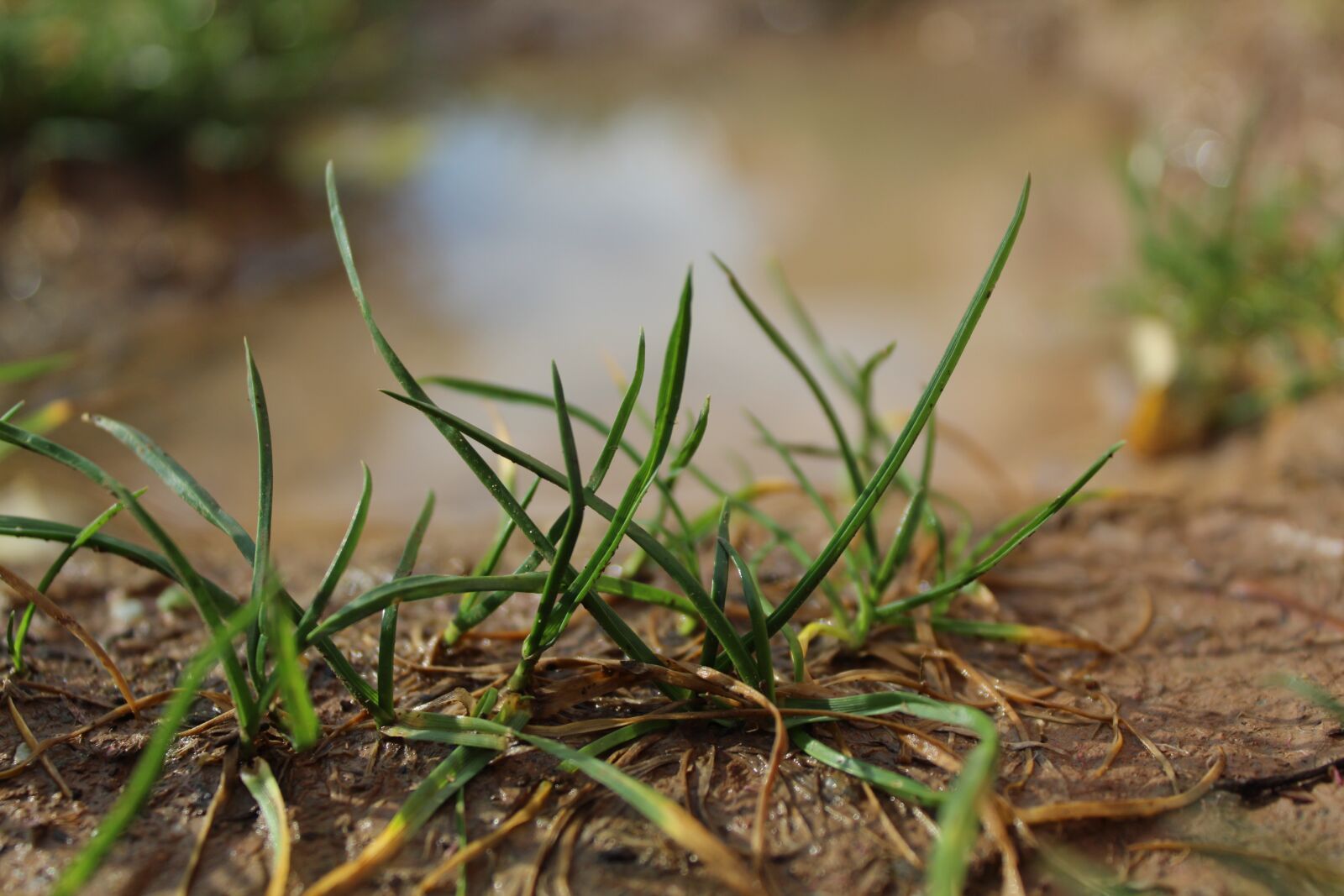 Canon EOS 4000D (EOS Rebel T100 / EOS 3000D) sample photo. Nature, grass, landscape photography