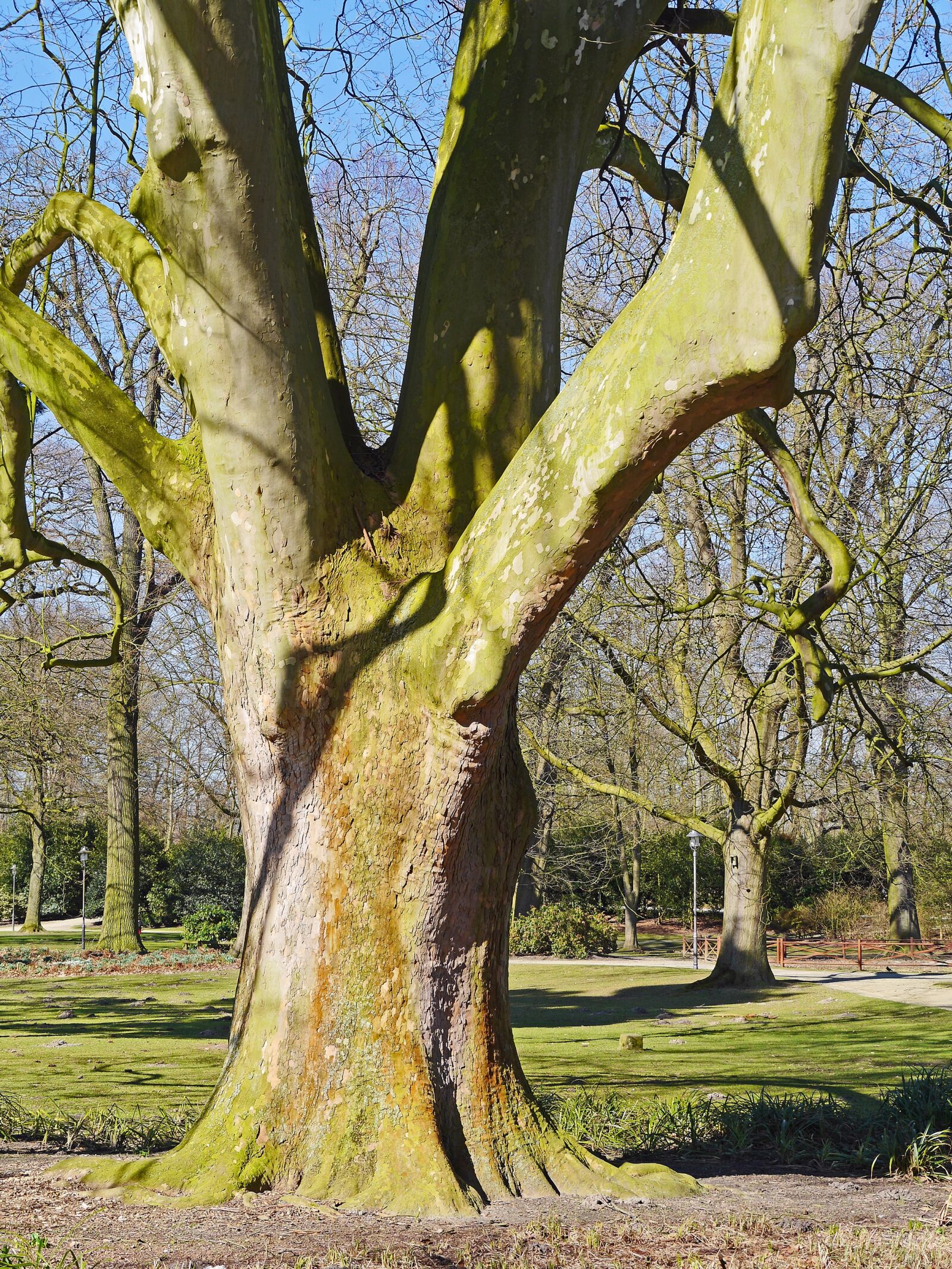 Panasonic Lumix DMC-GH3 sample photo. Old plane tree, 200 photography