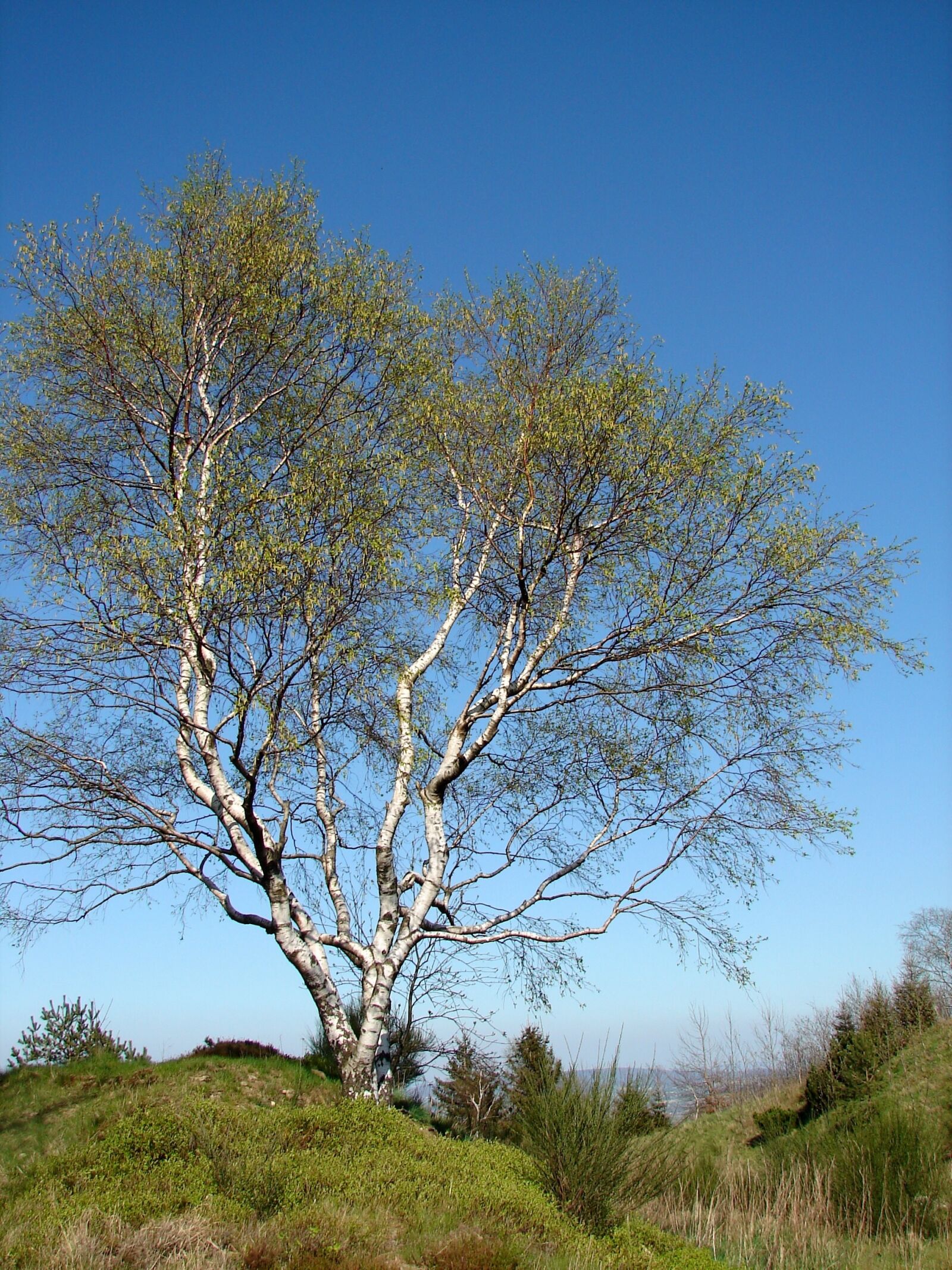Sony DSC-H1 sample photo. Birch, tree, individually photography
