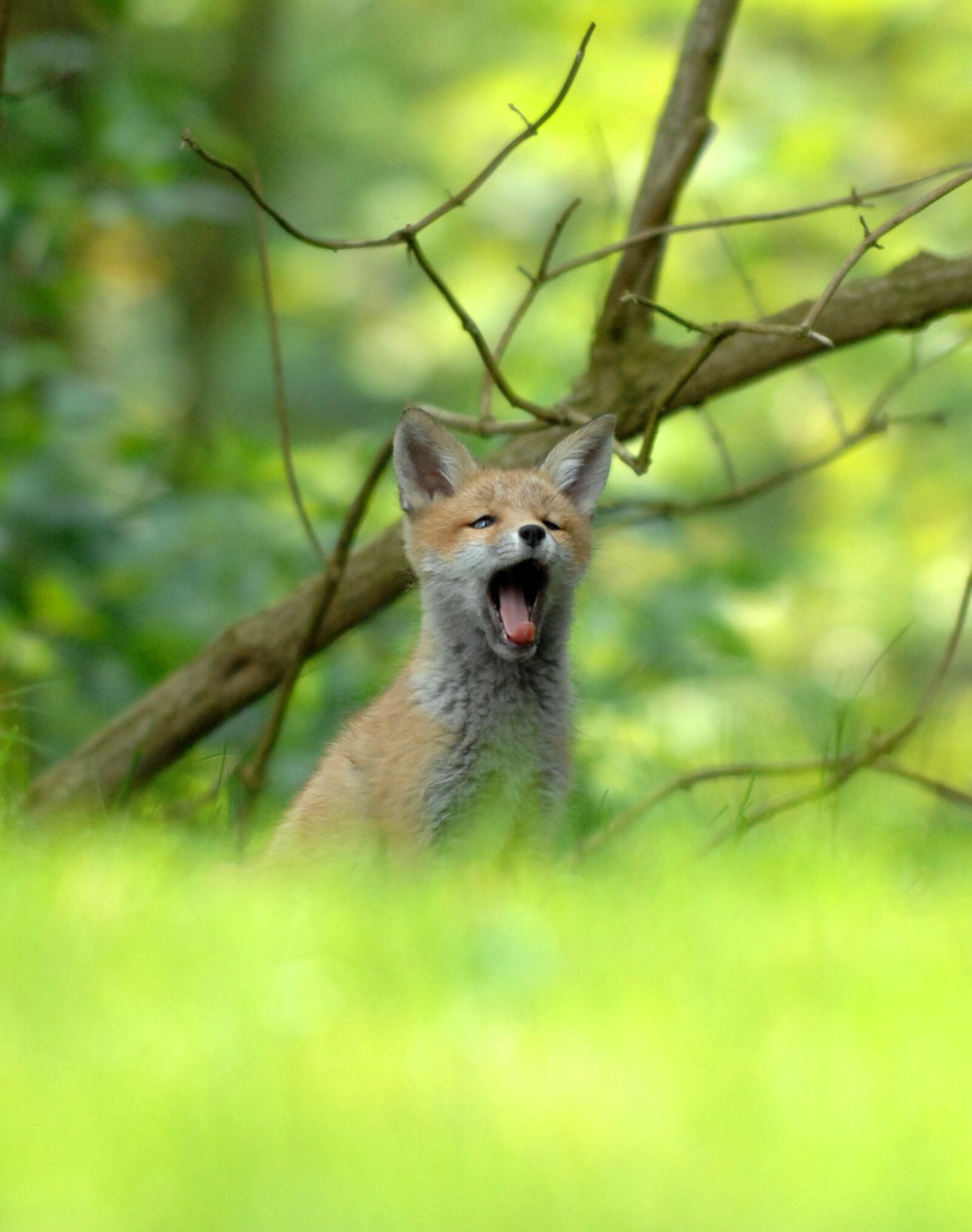 Nikon D2Xs sample photo. Mammals, wildlife, expensive photography