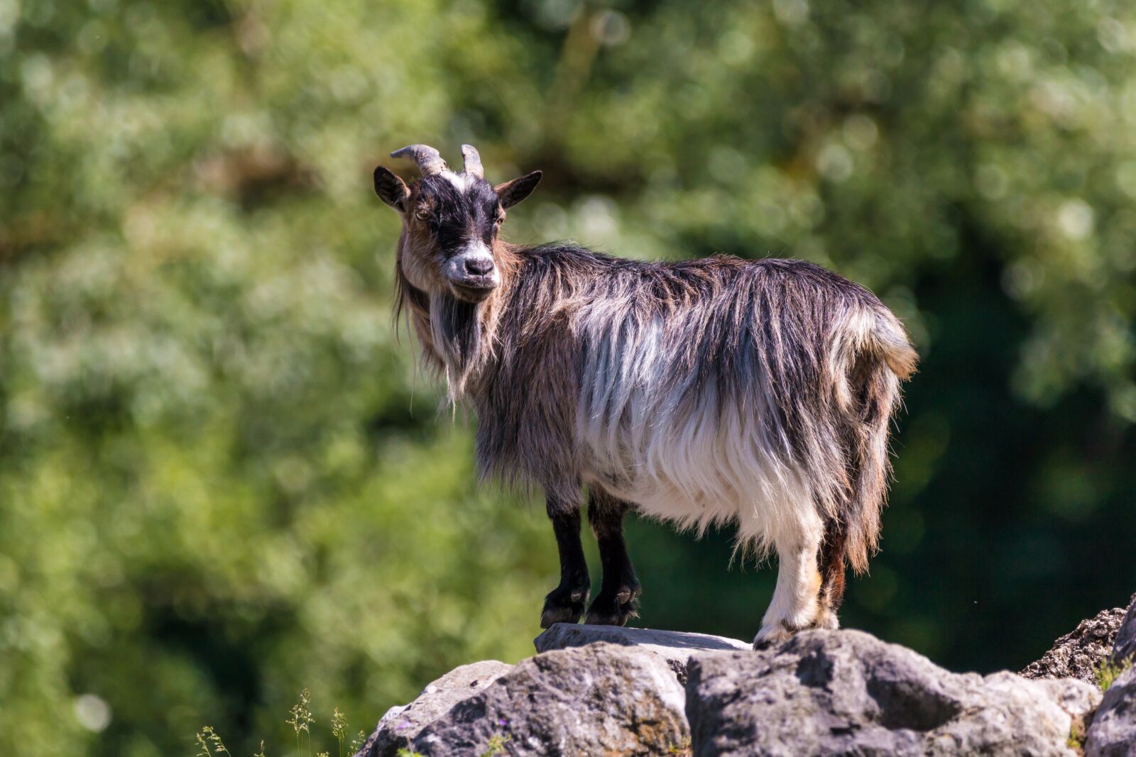 150-600mm F5-6.3 DG OS HSM | Contemporary 015 sample photo. Goat, horns, animal photography