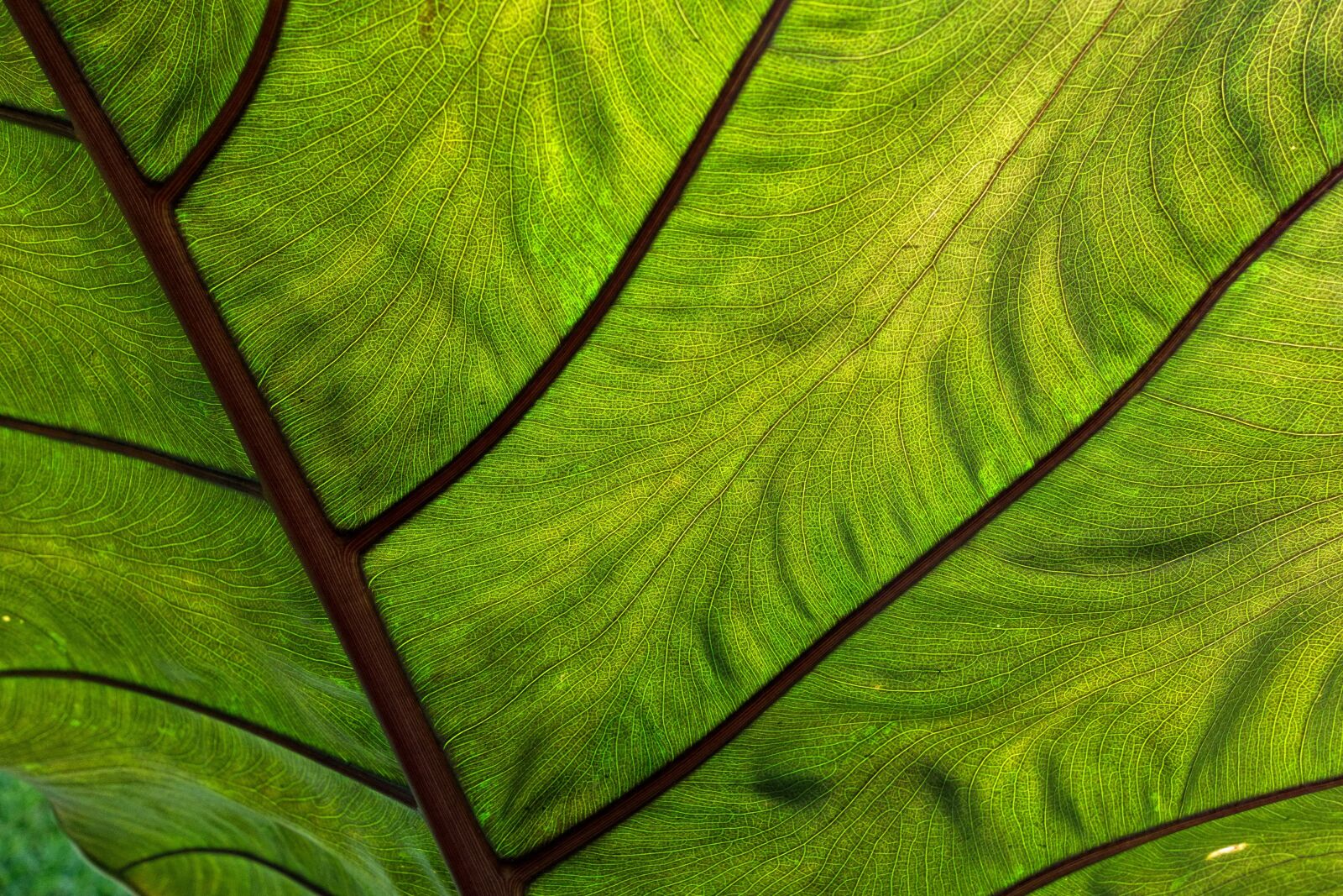 Sony Cyber-shot DSC-RX100 sample photo. Coco yam, leaf, tropical photography