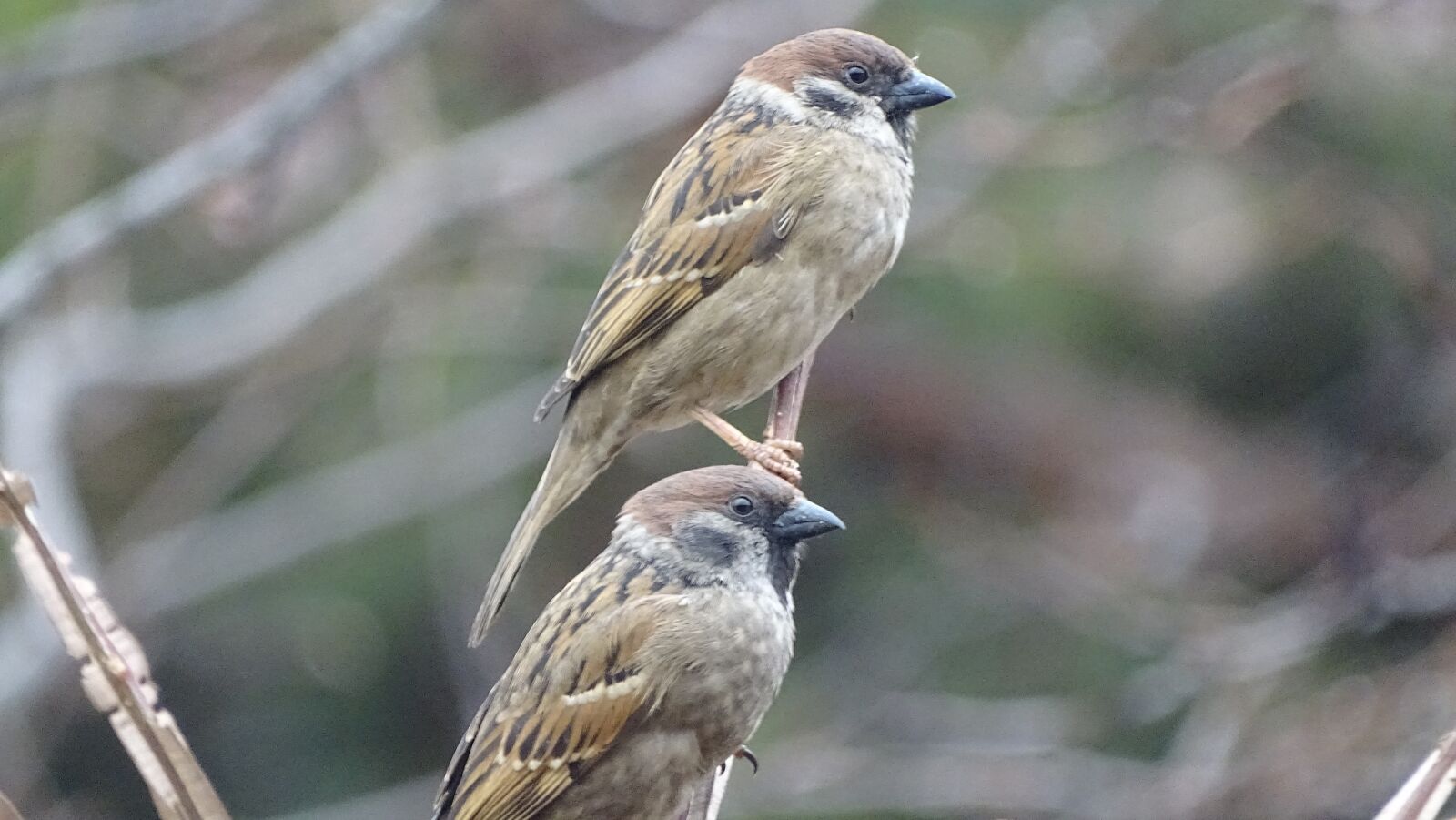 Sony Cyber-shot DSC-HX400V sample photo. New, nature, wildlife photography