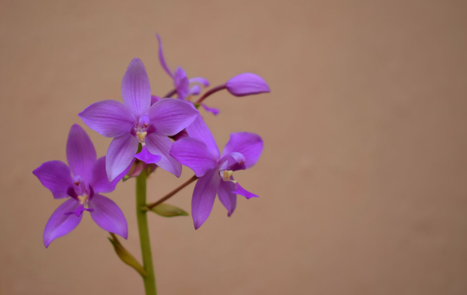 Nikon D5300 sample photo. Flowers, orchid, plants photography