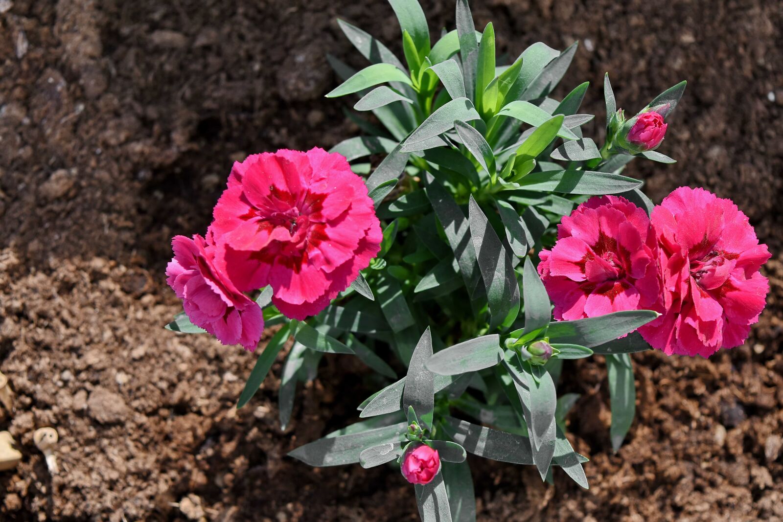 Nikon D5500 sample photo. Carnation, flower bud, flower photography