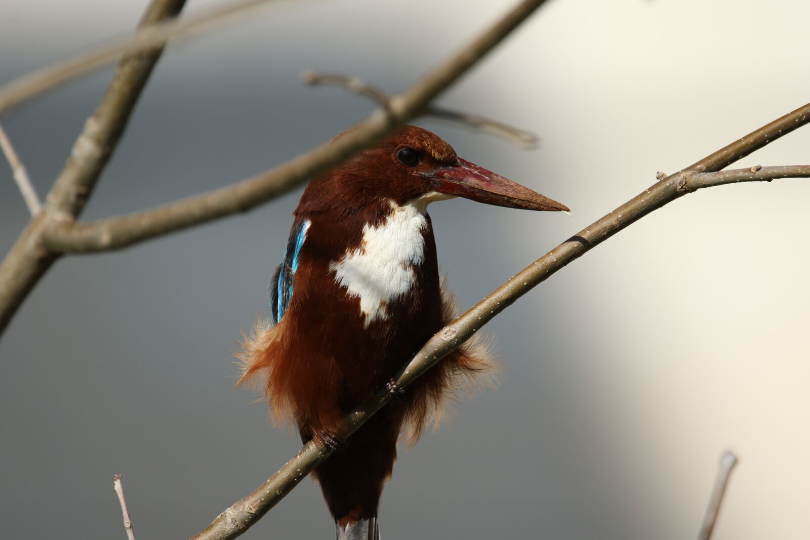 Canon EOS 7D Mark II sample photo. Animal, bird, kingfisher photography