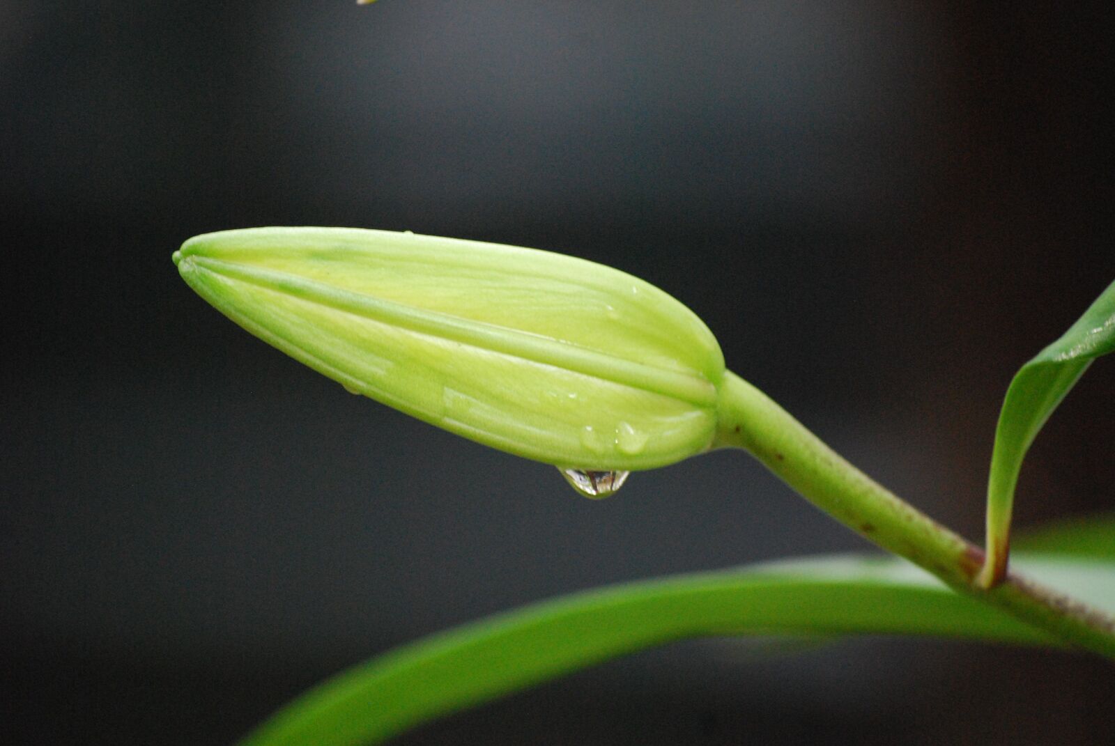 Nikon D40X sample photo. Lily, flowers, macro photography