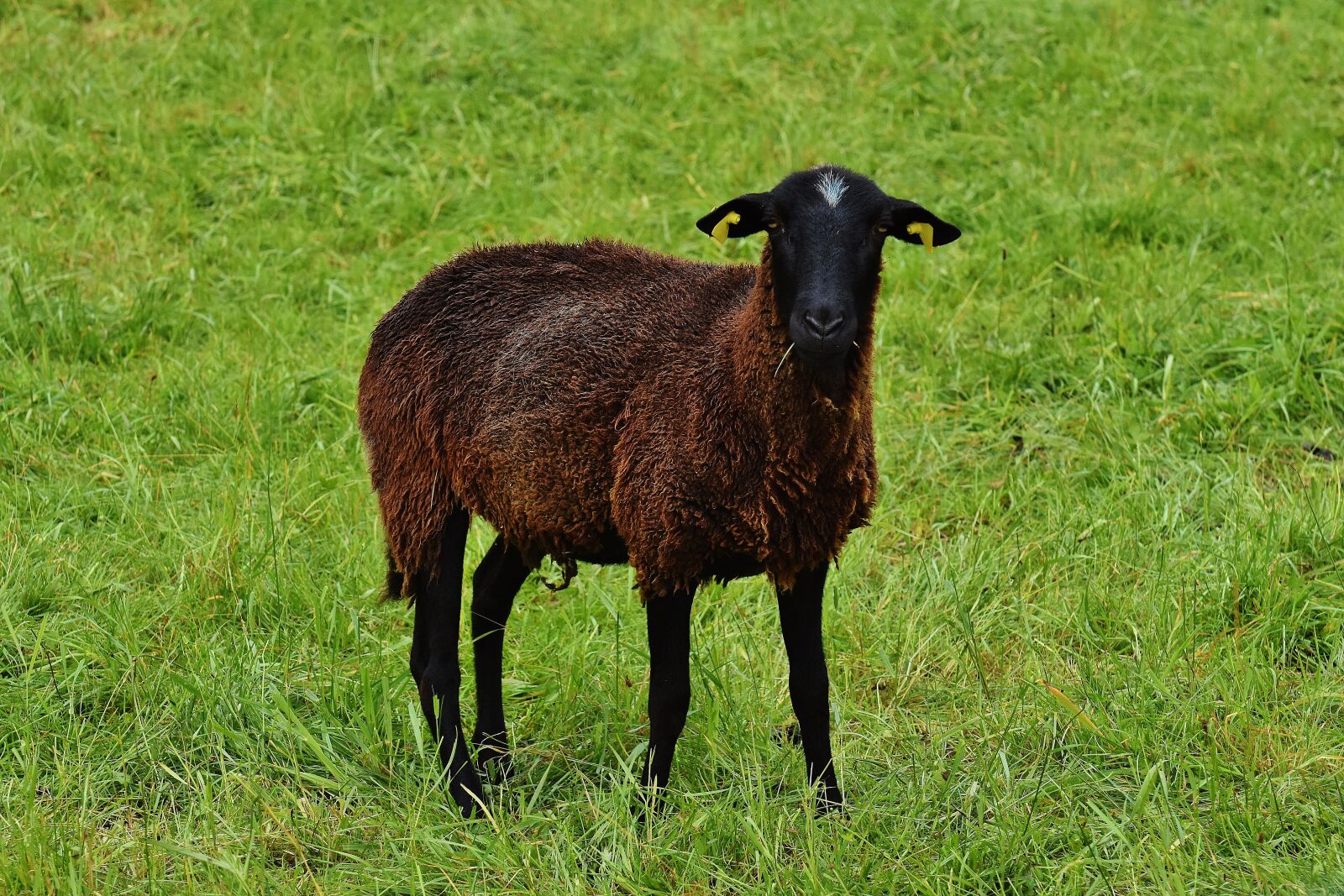 Nikon D7200 sample photo. Sheep, animal, meadow photography