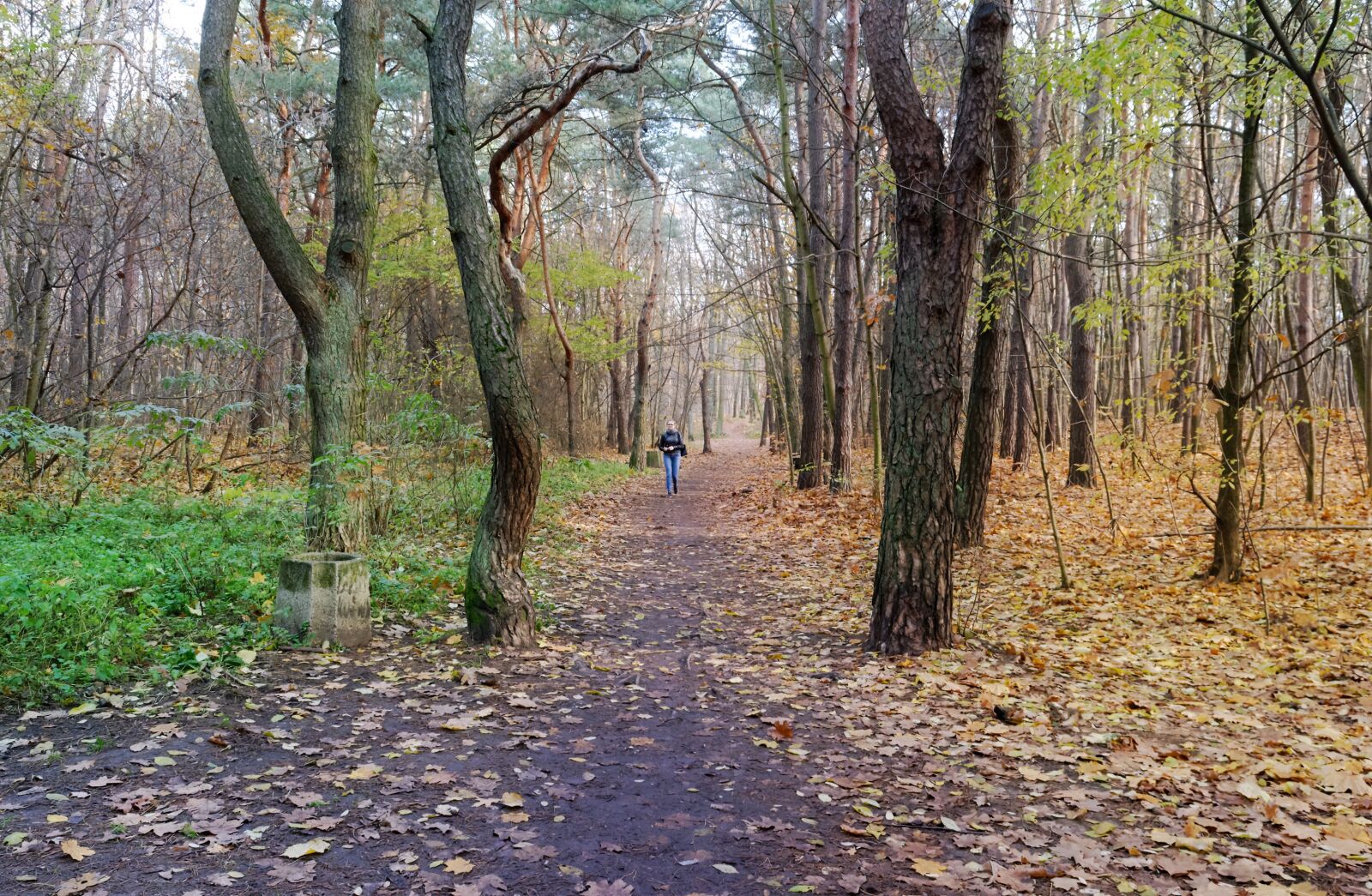 Nikon D3100 sample photo. Landscape, nature, forest photography