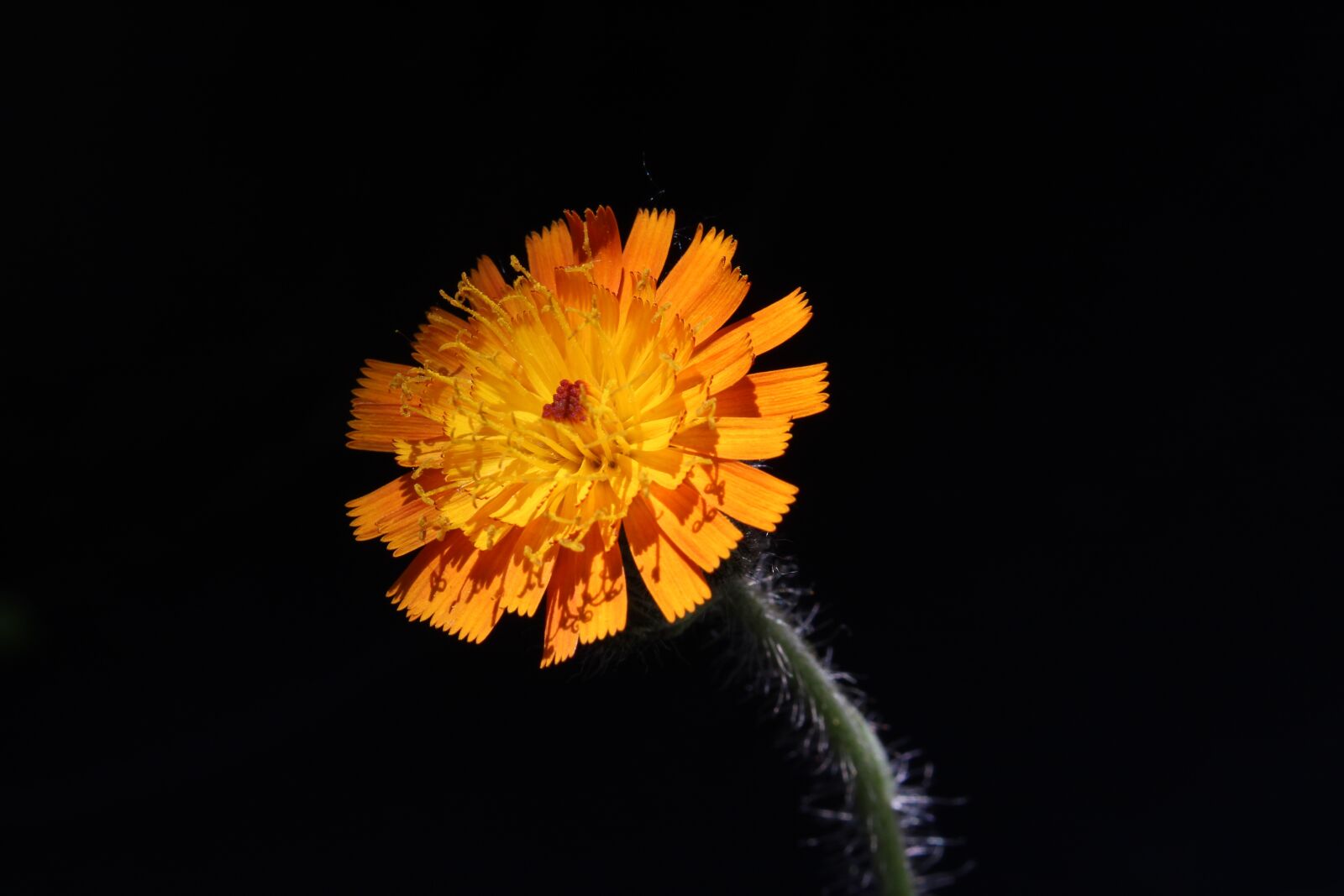 Canon EOS 1300D (EOS Rebel T6 / EOS Kiss X80) sample photo. Weed, flower, nature photography
