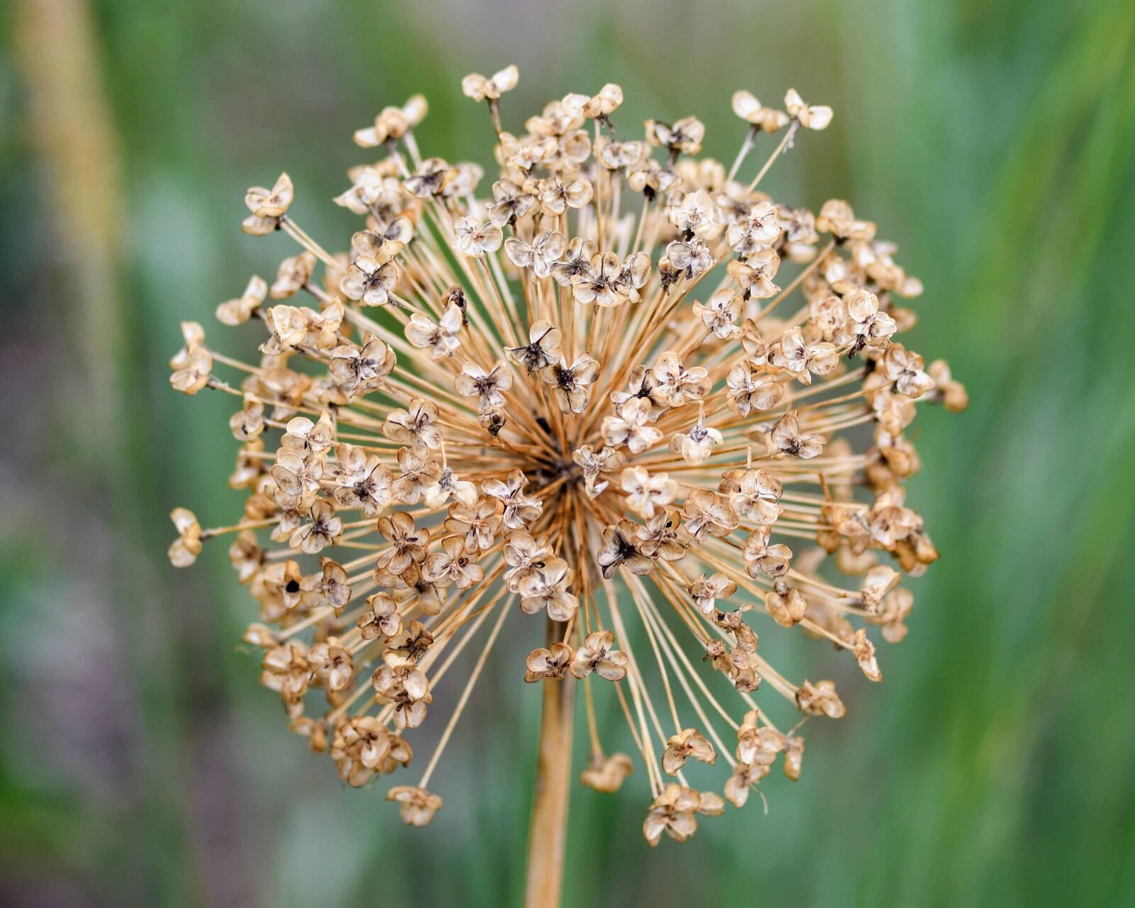 Nikon D500 sample photo. Nature, flower, flora, summer photography