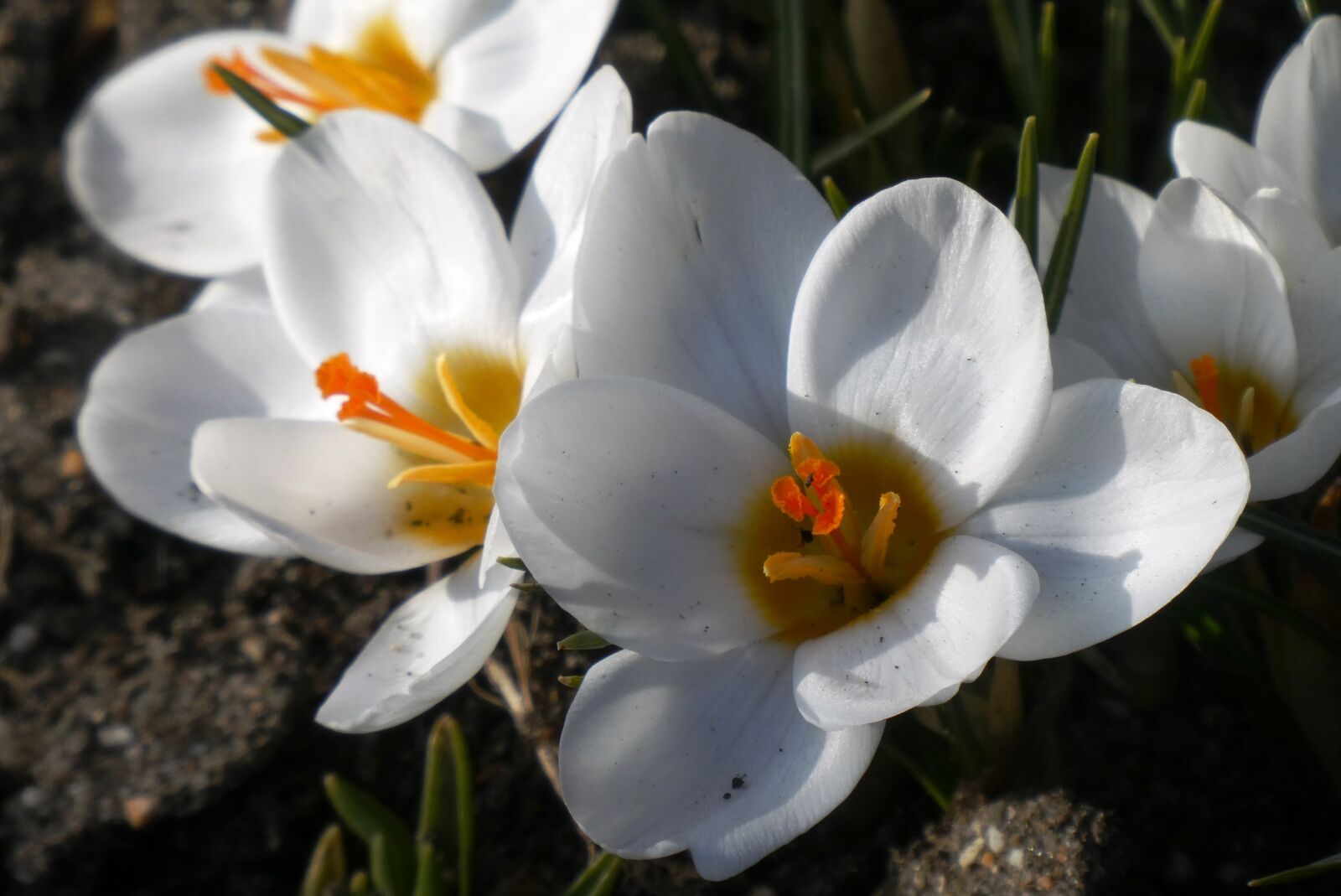 Panasonic Lumix DC-ZS70 (Lumix DC-TZ90) sample photo. Crocus, flower, bloom photography