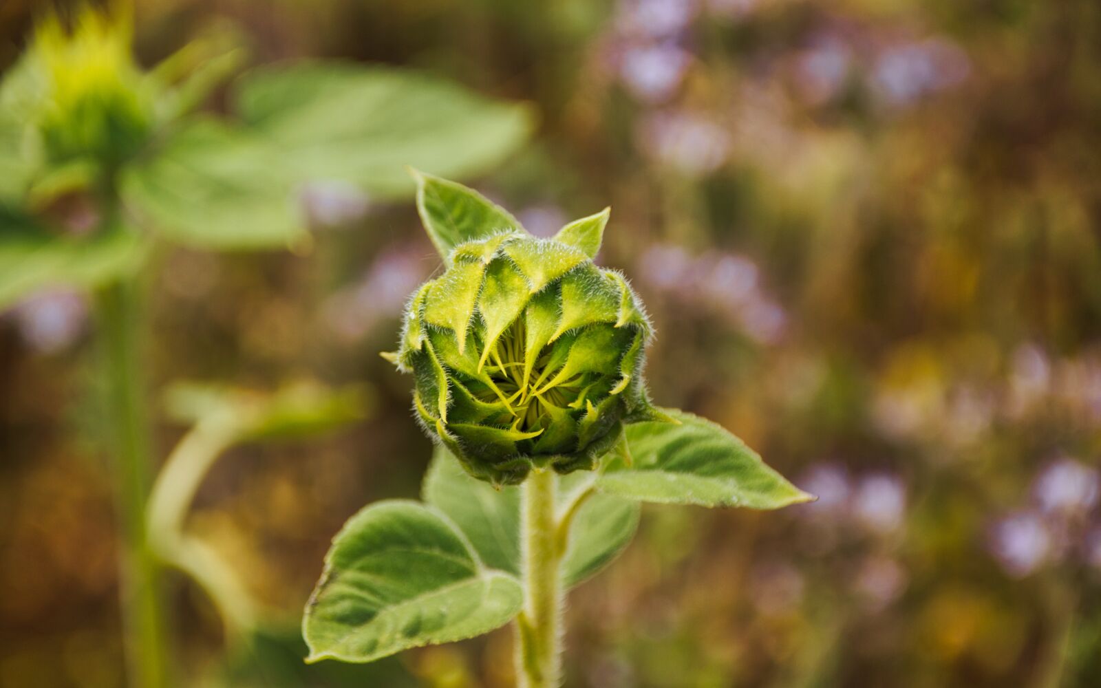Canon EOS 200D (EOS Rebel SL2 / EOS Kiss X9) sample photo. Sunflower, field, bud photography