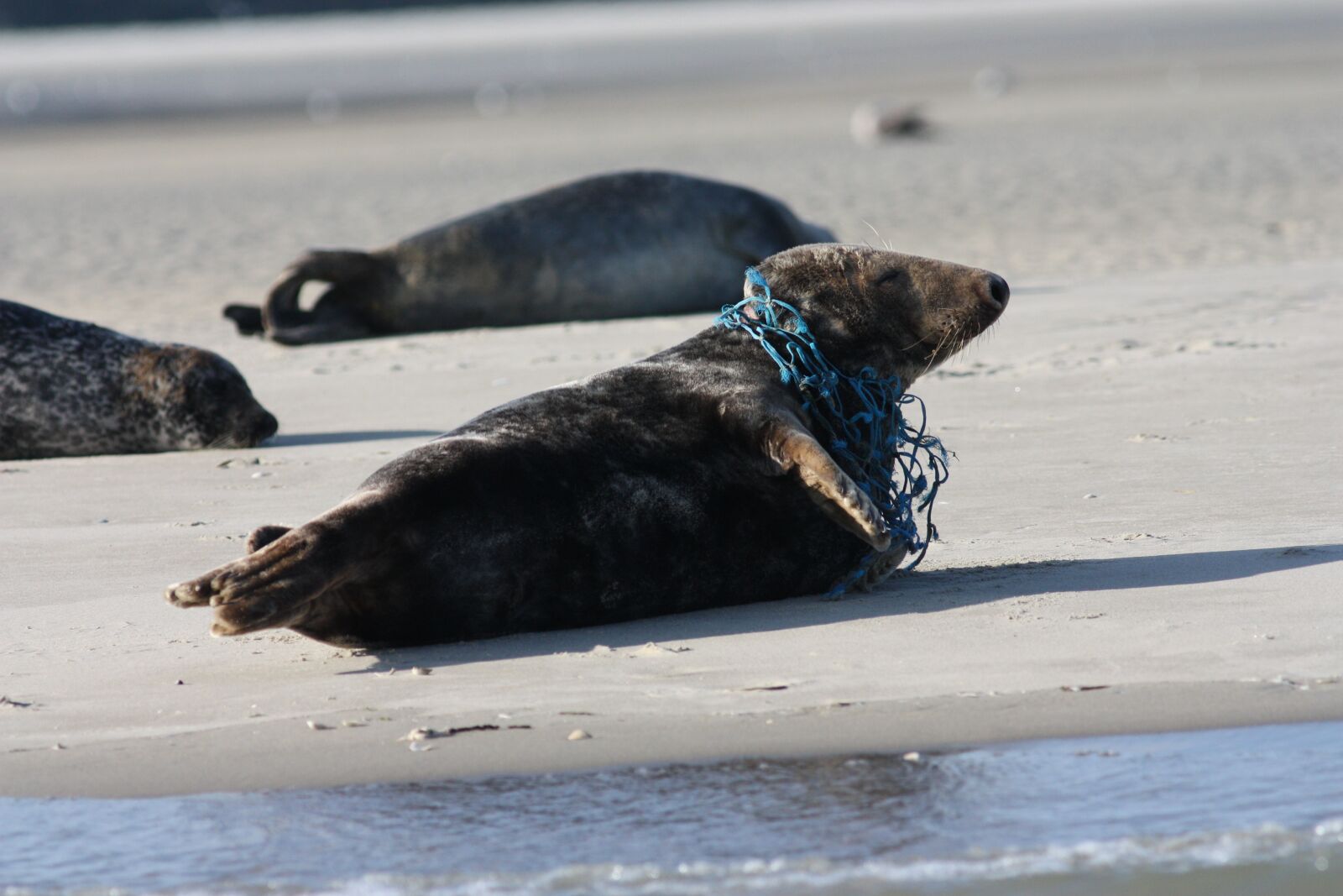 Canon EOS 450D (EOS Rebel XSi / EOS Kiss X2) sample photo. Grey seal, seal, beach photography
