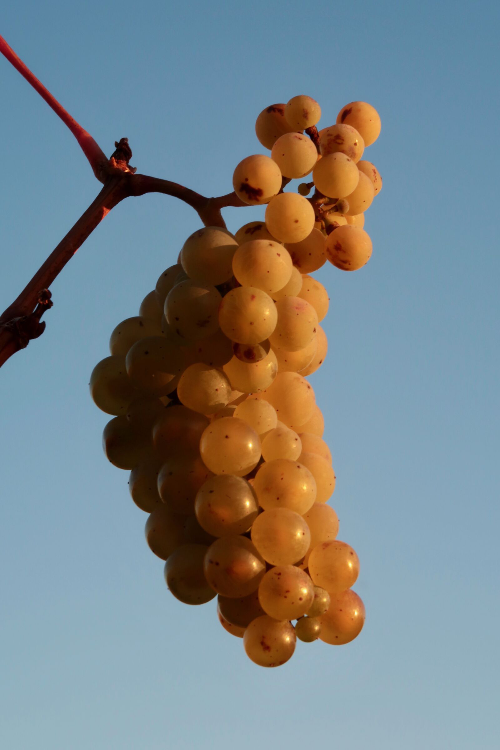 Canon PowerShot G7 X Mark II sample photo. Wine, grapes, vine photography