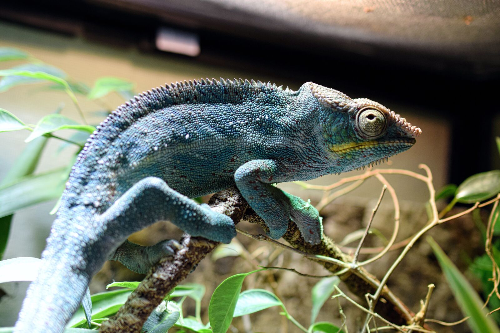 Nikon D5300 sample photo. Chameleon, panther chameleon, scale photography