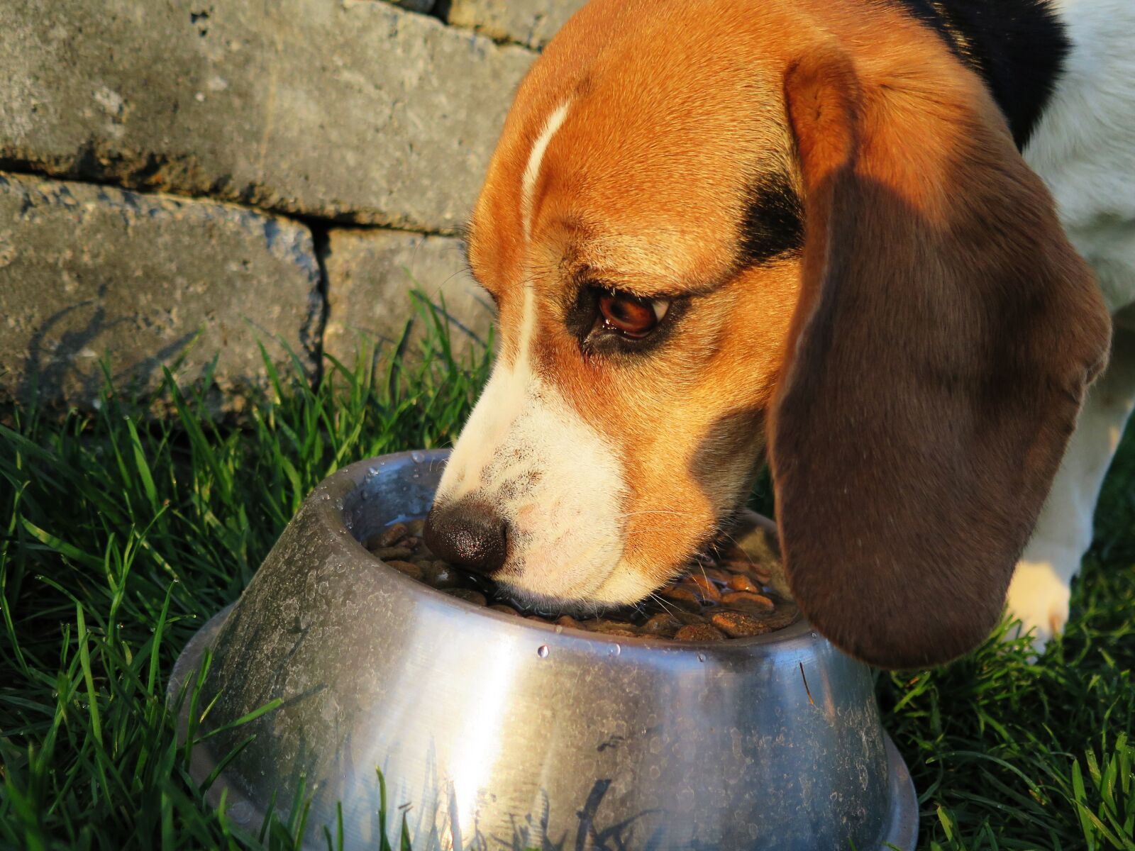 Canon PowerShot G16 sample photo. Dog, eat, fressnapf photography
