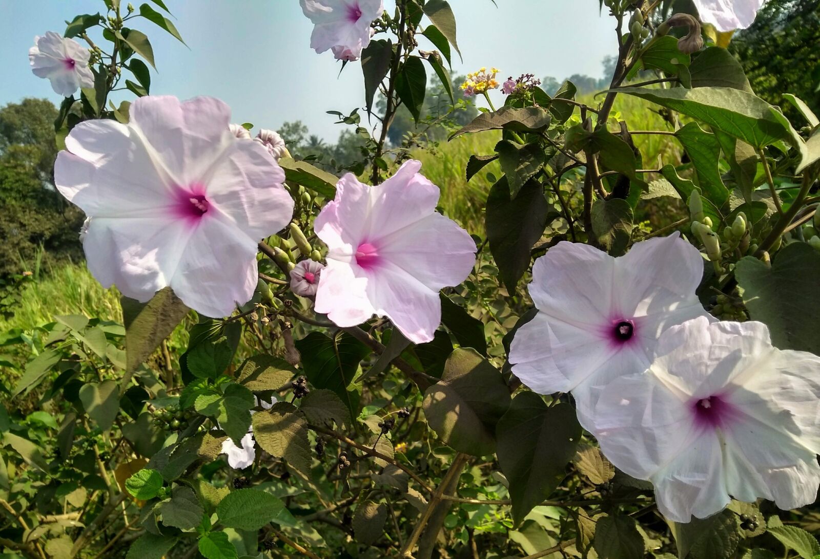 Motorola Moto G (5S) Plus sample photo. Pink, hibiscus, tropical photography