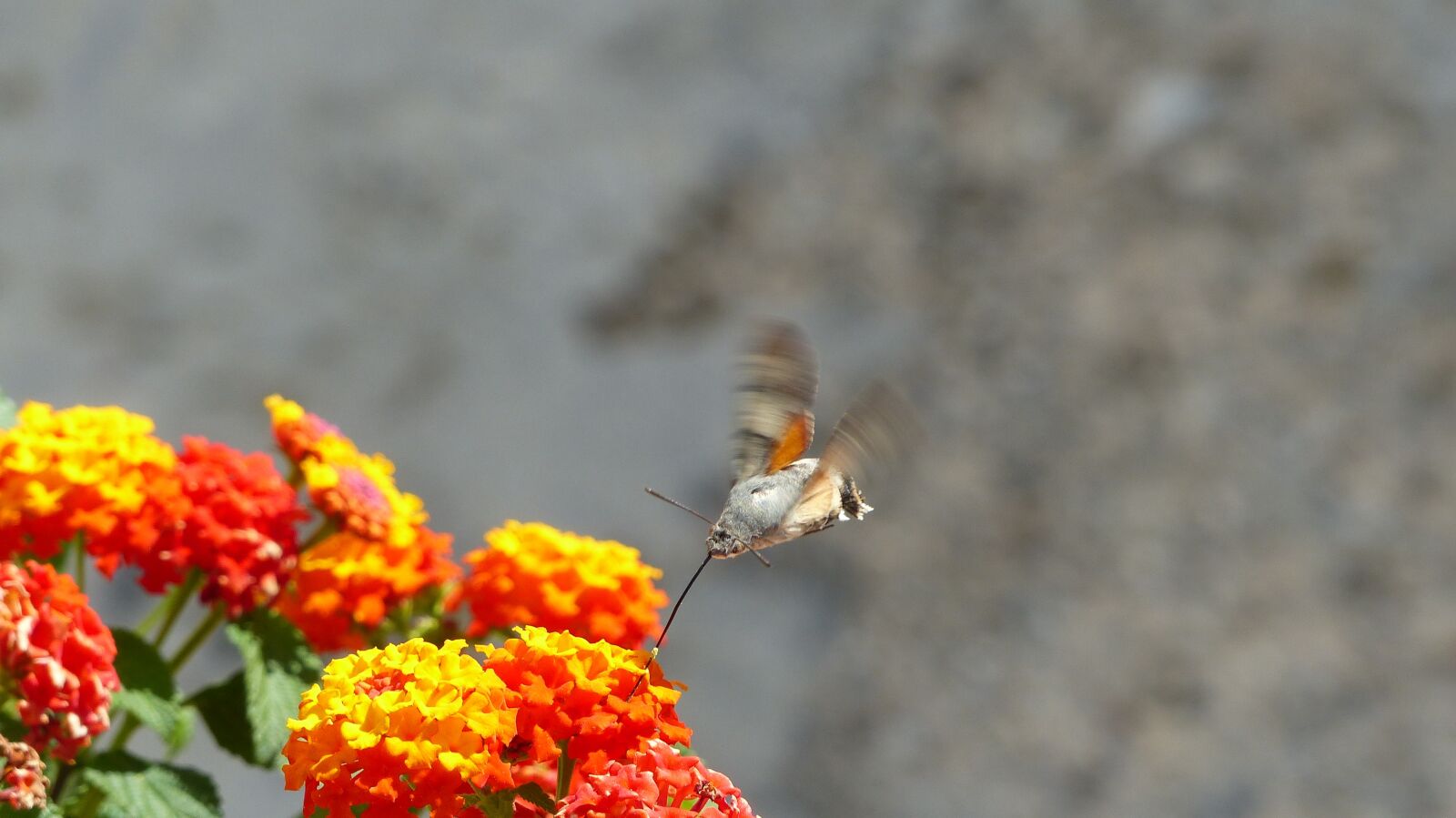 Panasonic Lumix DMC-FZ200 sample photo. Croatia, flowers, hummingbird hawk photography