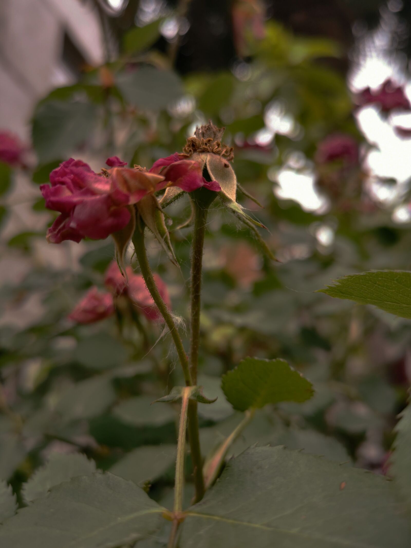 HUAWEI P30 sample photo. Plant, flower, red photography