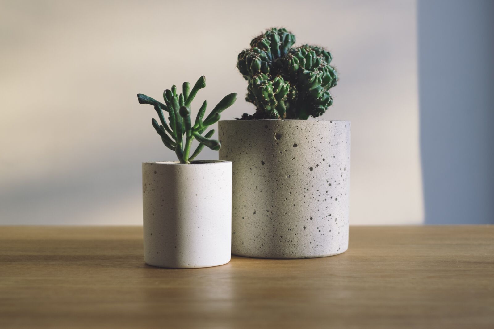 Fujifilm X-T1 + Fujifilm XF 35mm F1.4 R sample photo. Cactus, green, plants photography
