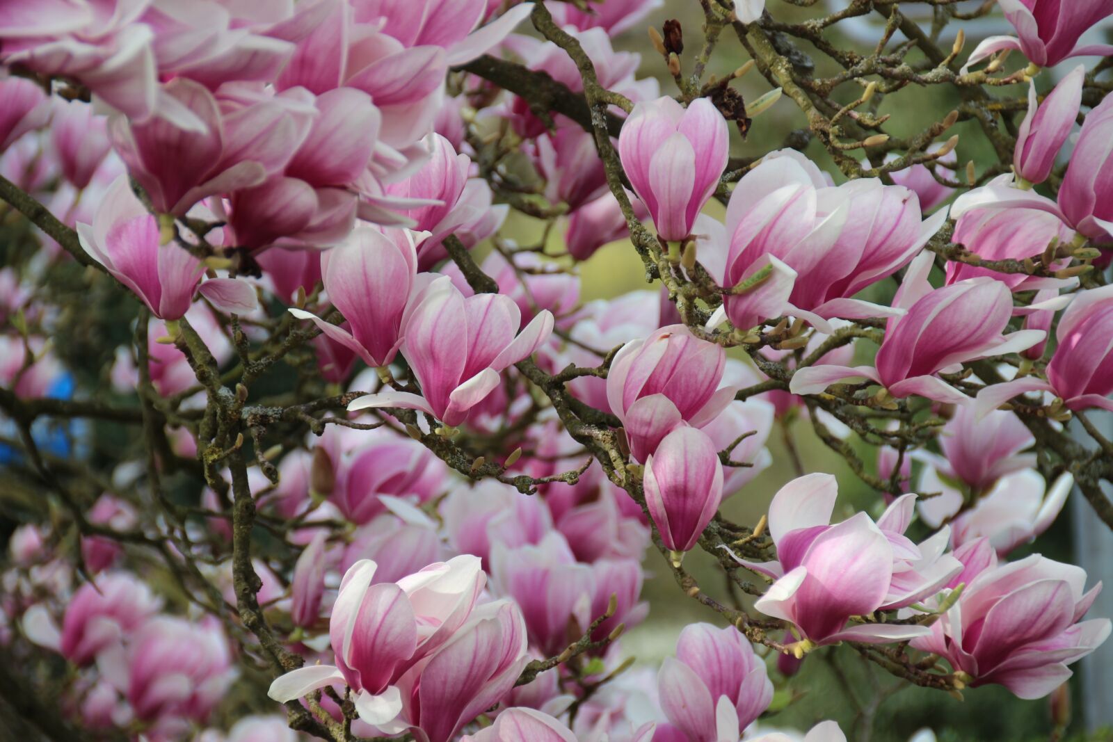 Canon EOS 600D (Rebel EOS T3i / EOS Kiss X5) sample photo. Magnolia, blossom, bloom photography