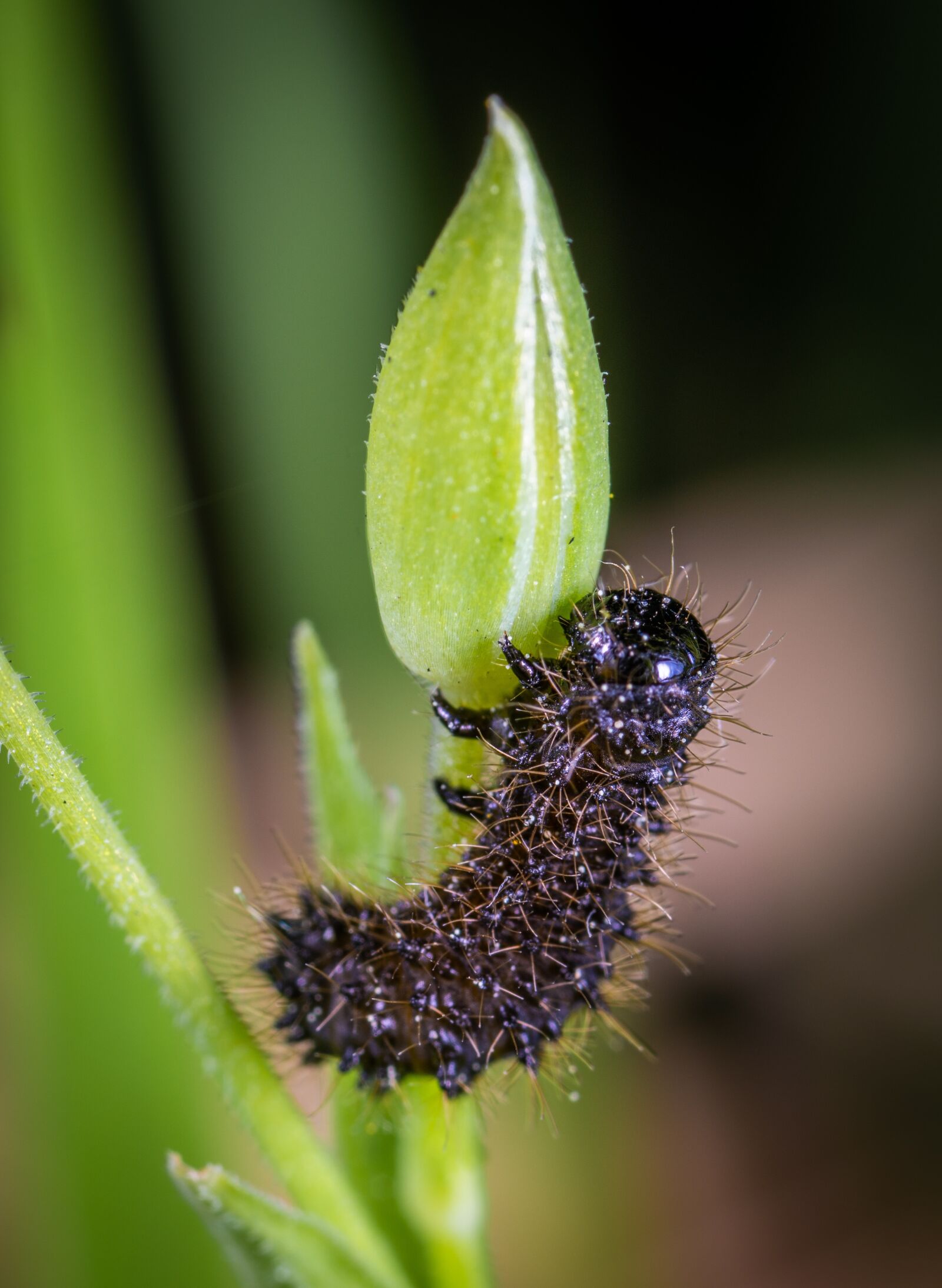 Sony a7R II sample photo. Macro, bud, insect photography