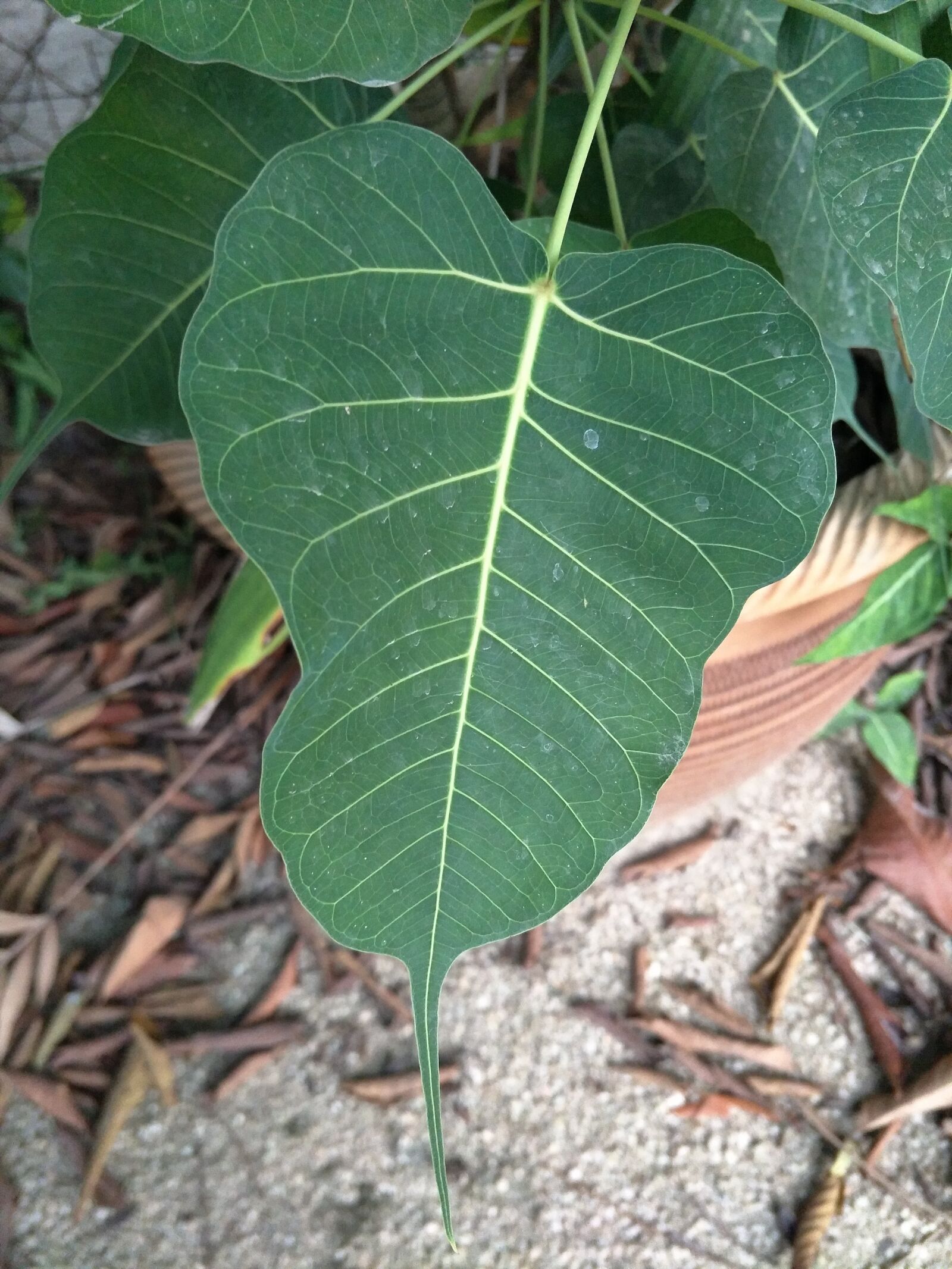 OPPO R9Plus sample photo. Bodhi leaf, plant, leaf photography
