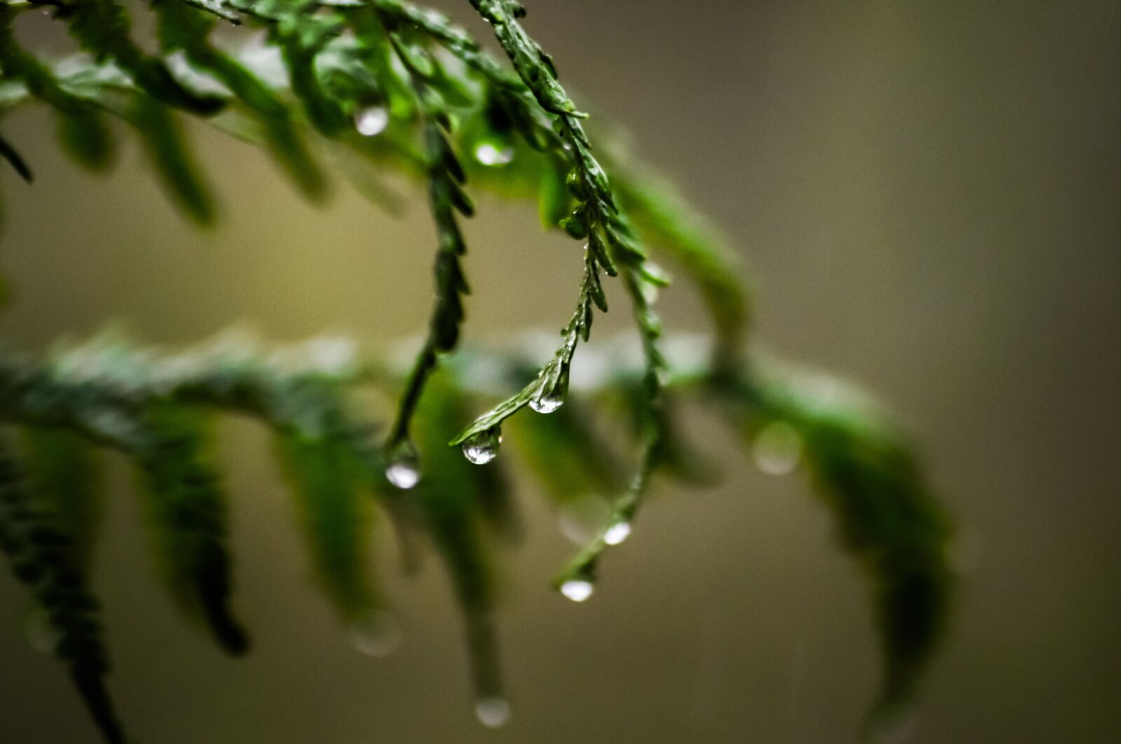 Nikon D90 sample photo. Fern, green, nature photography