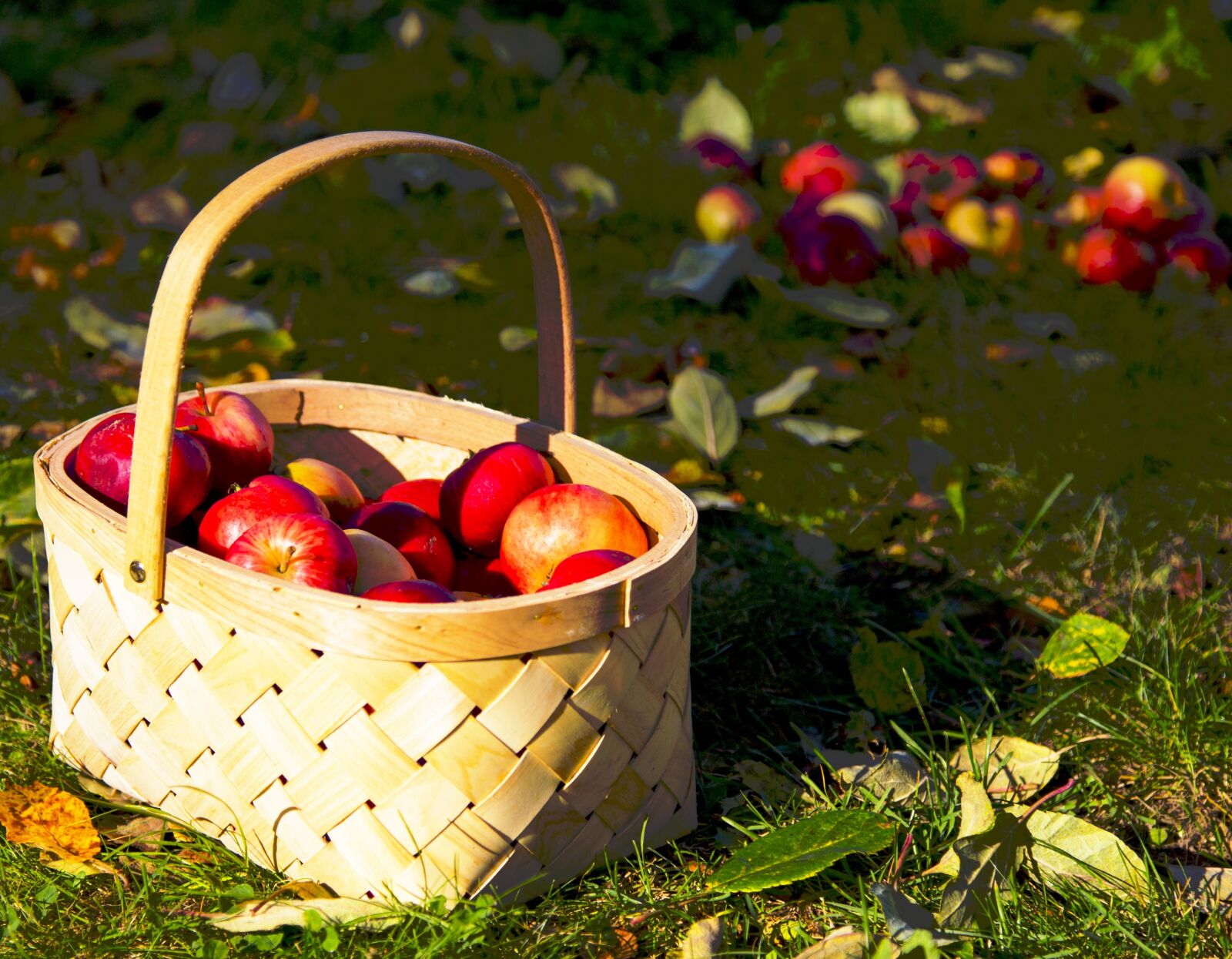 Canon EOS 6D + Canon EF 24-105mm F4L IS USM sample photo. Apples, cart, autumn photography