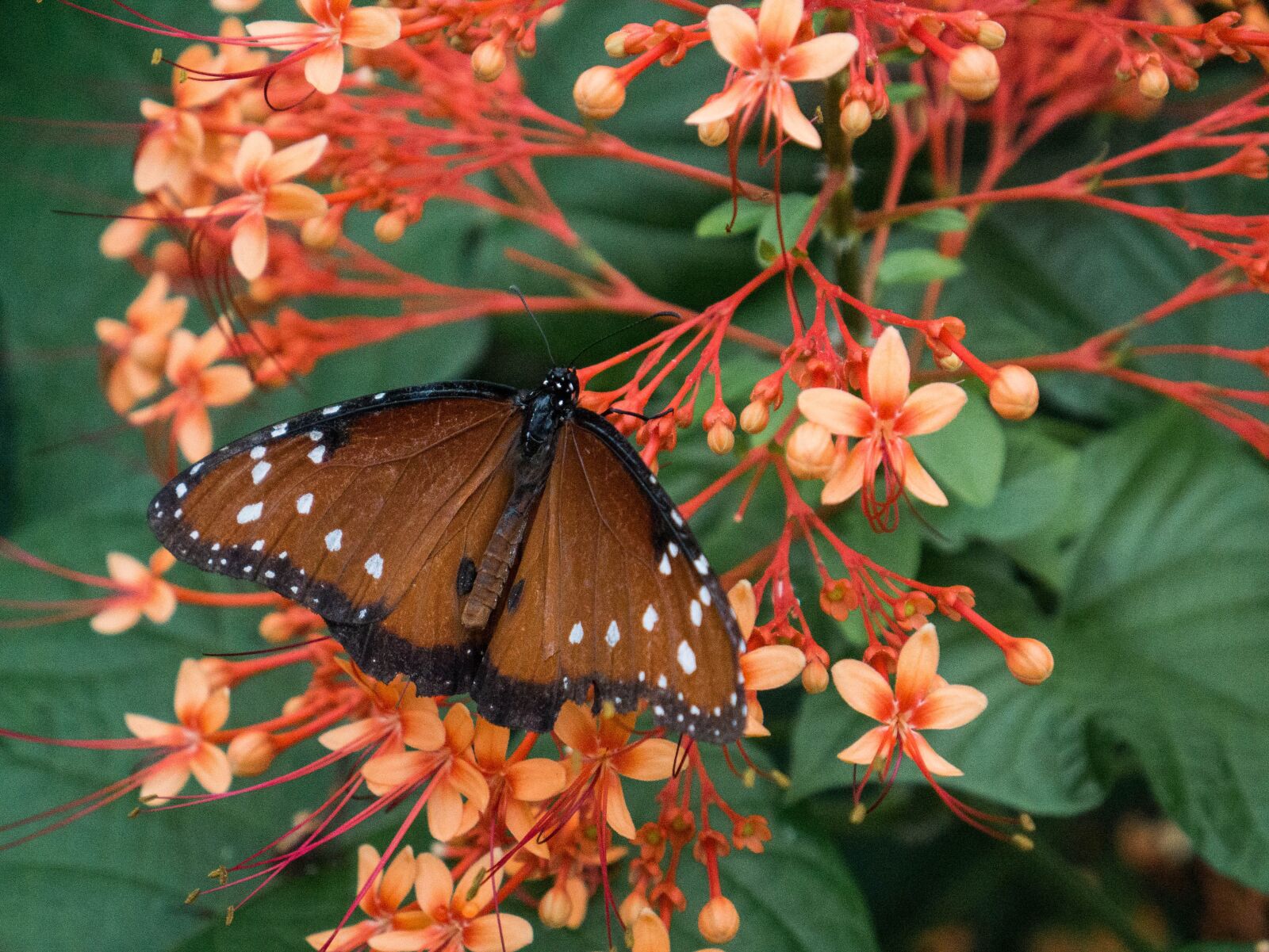 Panasonic Lumix DMC-G7 sample photo. Butterfly, monarch, monarch butterfly photography