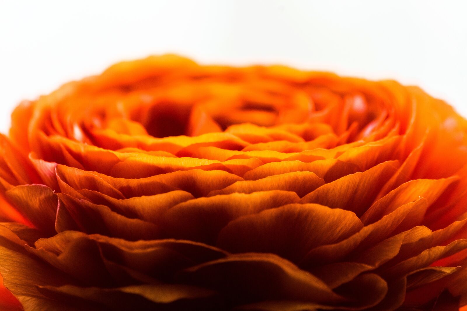 Nikon D7200 sample photo. Flower, spring, nature photography