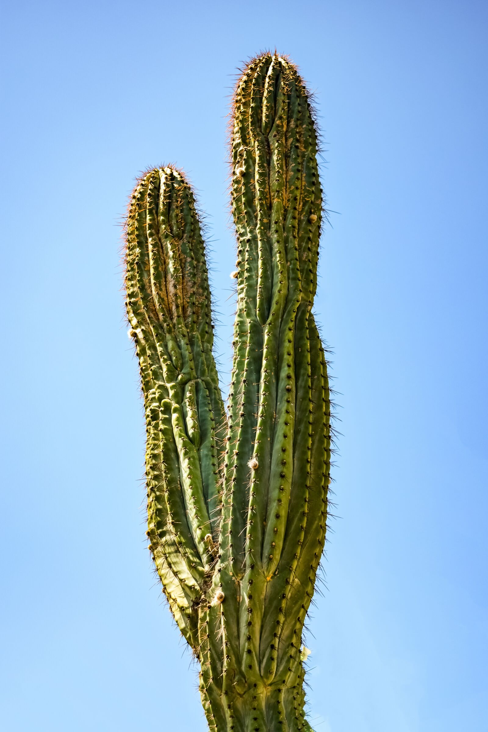 Nikon D3300 sample photo. Cactus, plant, nature photography