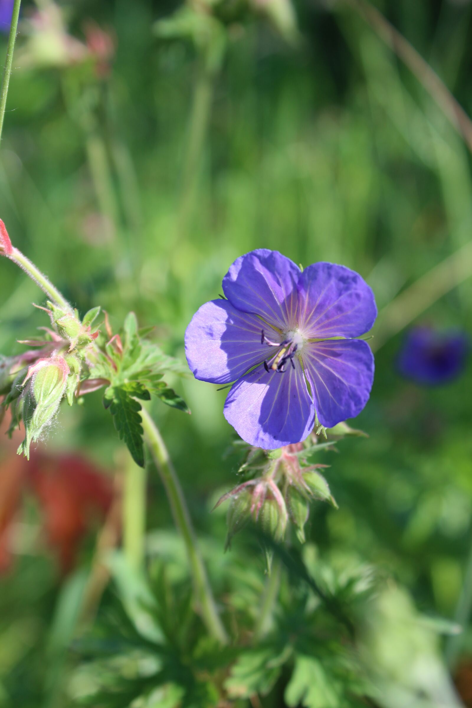 Canon EOS 1300D (EOS Rebel T6 / EOS Kiss X80) sample photo. Blue, flower, nature photography